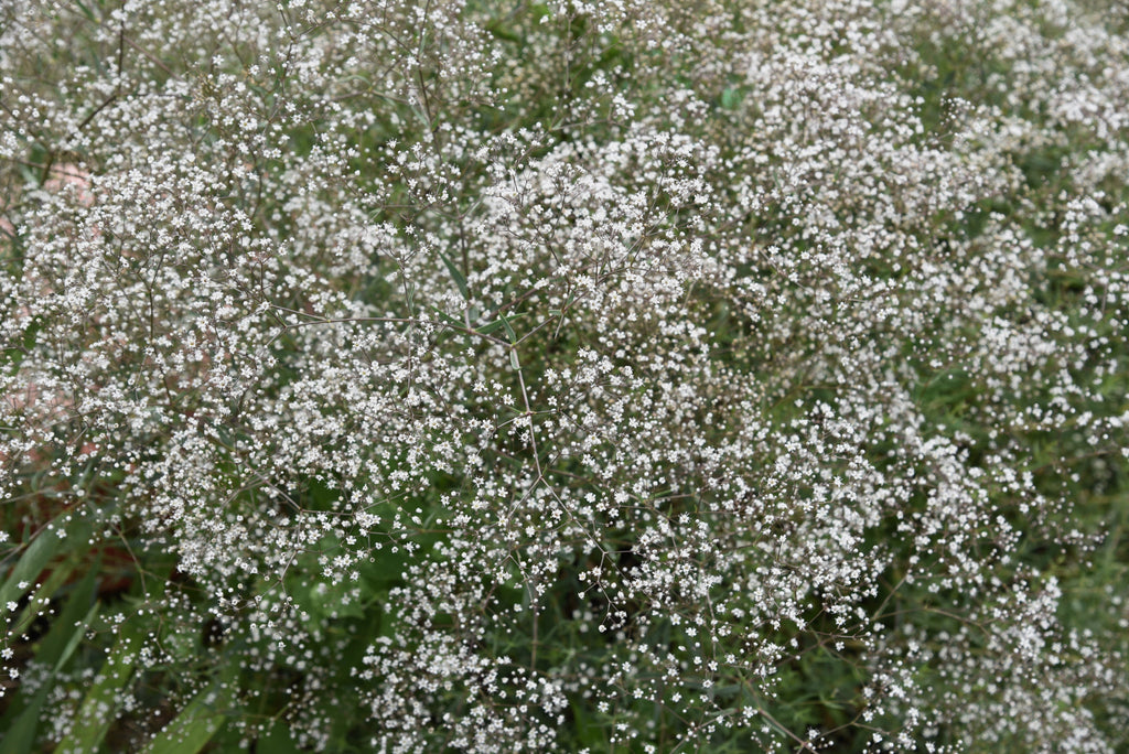 1000 White BABY'S BREATH 'Covent Garden' Gypsophila Elegans Flower Seeds
