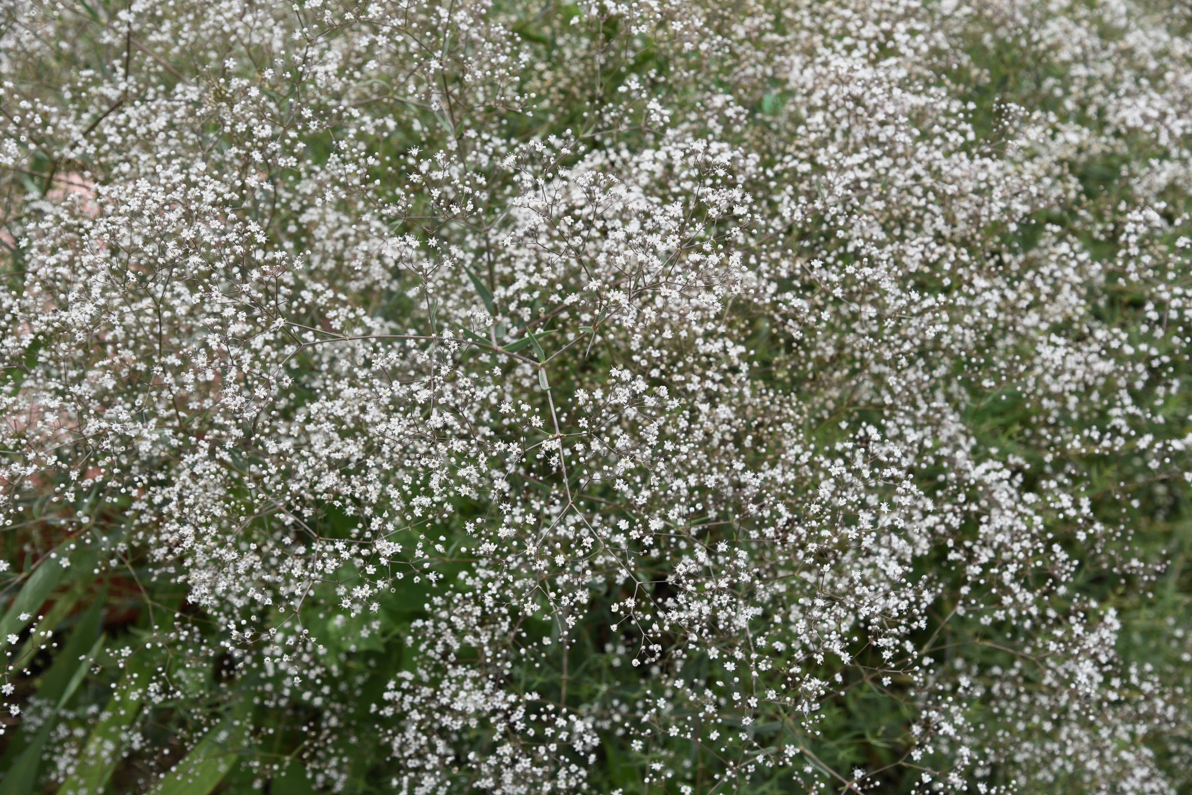 1000 White BABY'S BREATH 'Covent Garden' Gypsophila Elegans Flower Seeds