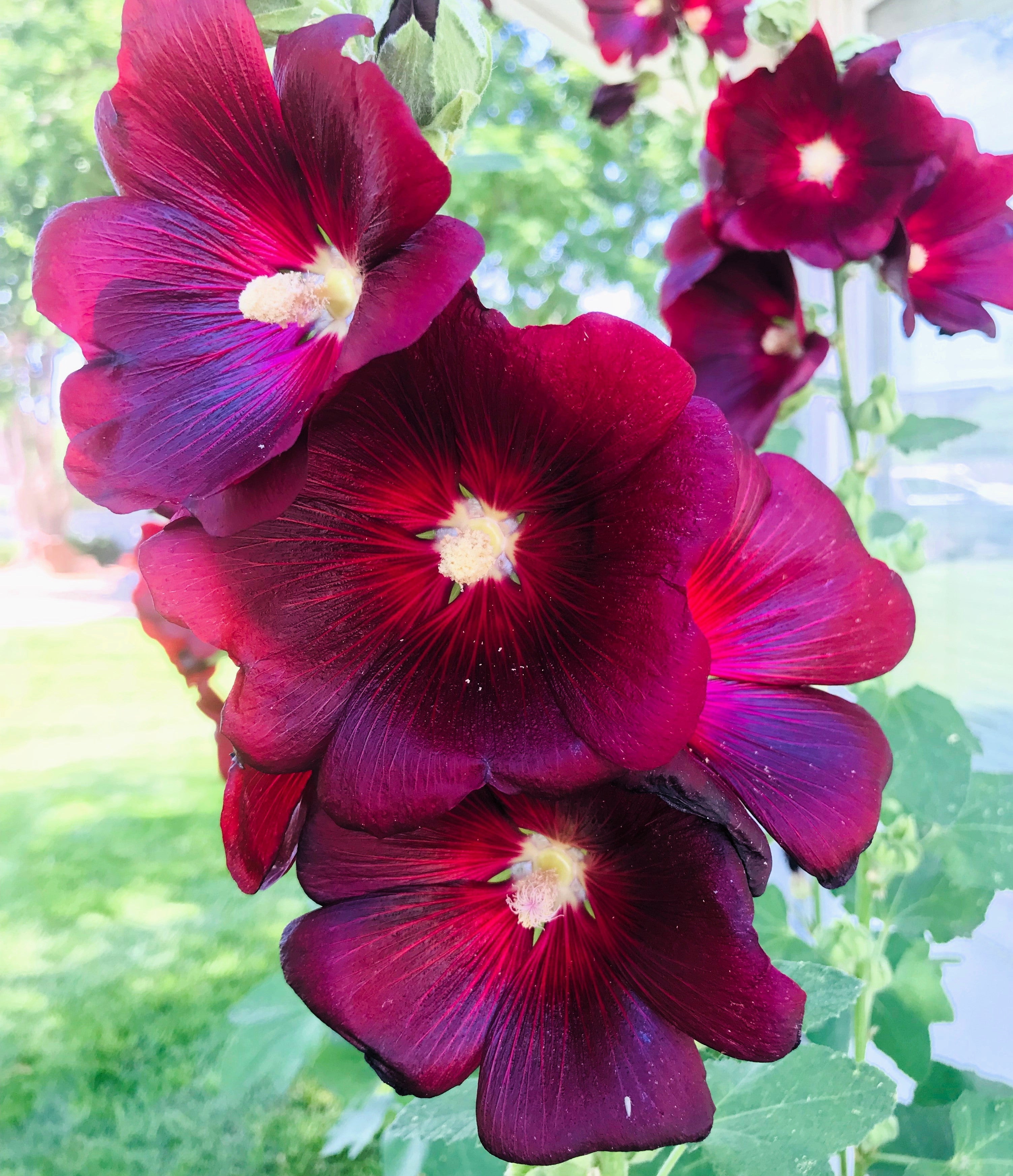 25 MAROON RED HOLLYHOCK Alcea Rosea Flower Seeds Perennial