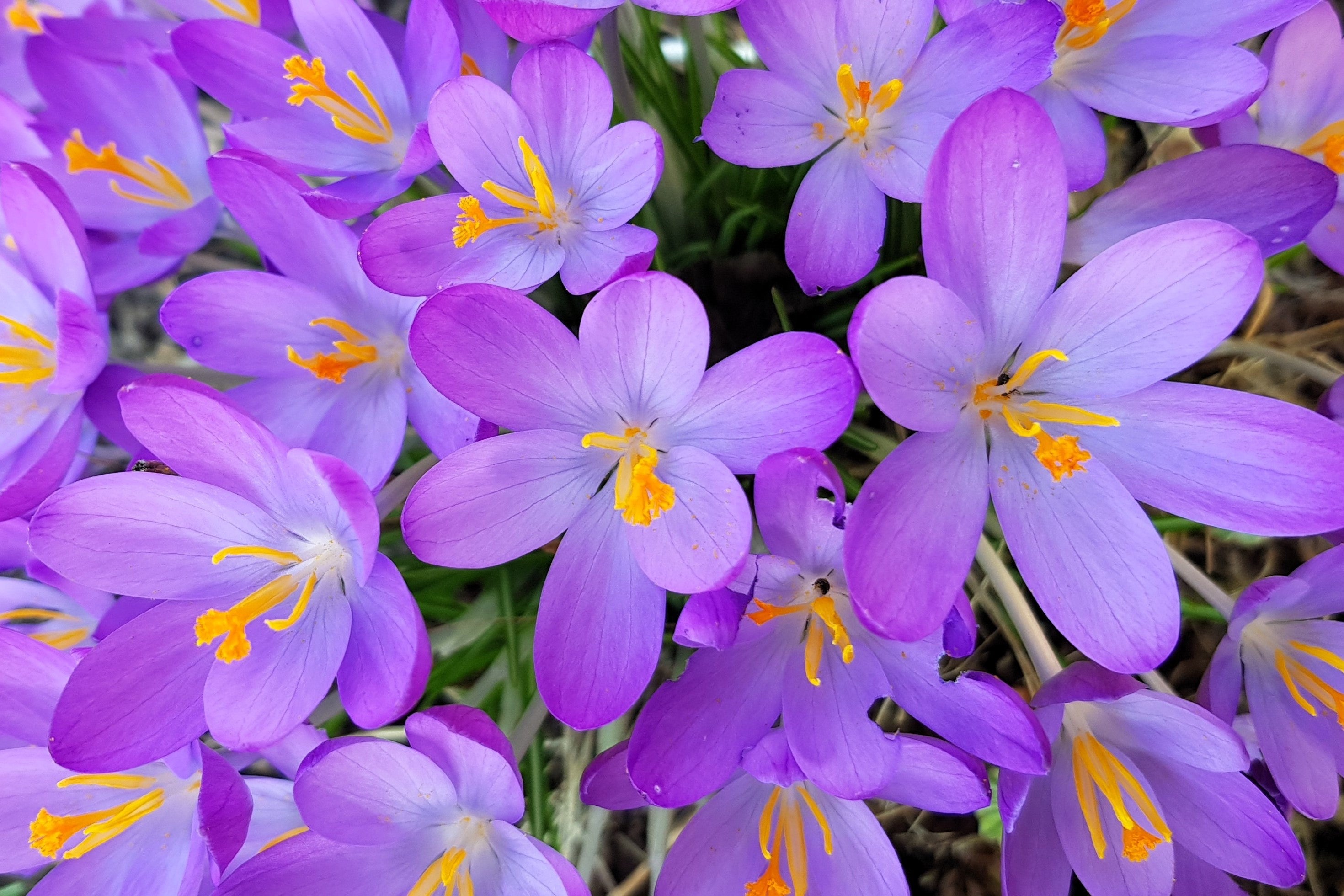 10 AUTUMN CROCUS Colchicum Autumnale Meadow Saffron Flower Seeds