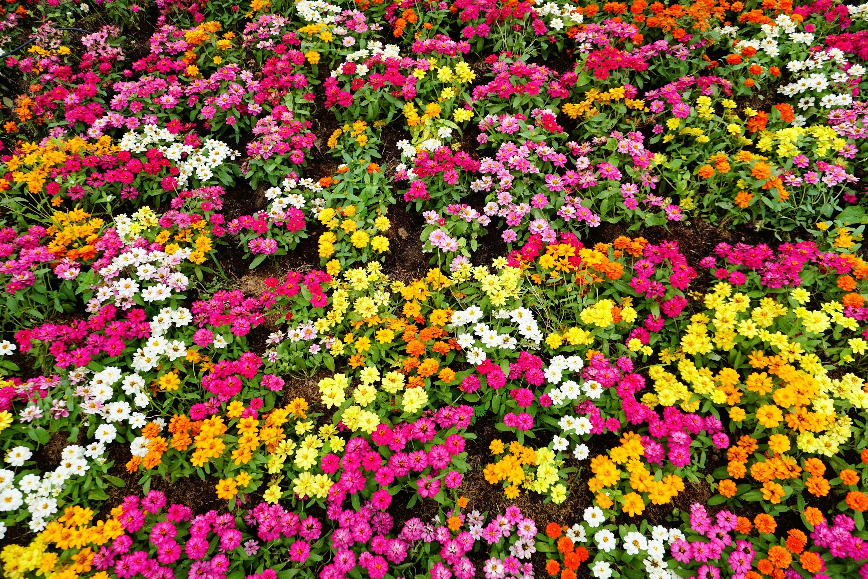 250 Mixed Colors ZINNIA ELEGANS Flower Seeds