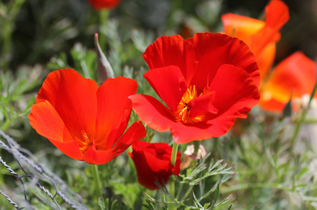 100 RED CALIFORNIA POPPY Eschscholzia Californica Native Flower Seeds