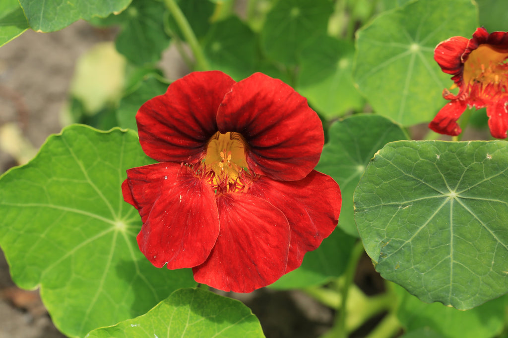25 Dwarf RED EMPRESS NASTURTIUM Tropaeolum Majus Nanum Hummingbird Flower Seeds