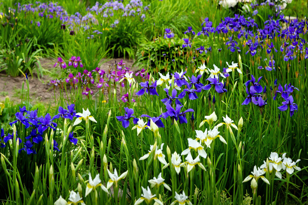 20 MIXED SIBERIAN IRIS Sibirica Iris Bicolor Blue Red White Yellow Purple Siberian Flag Flower Seeds