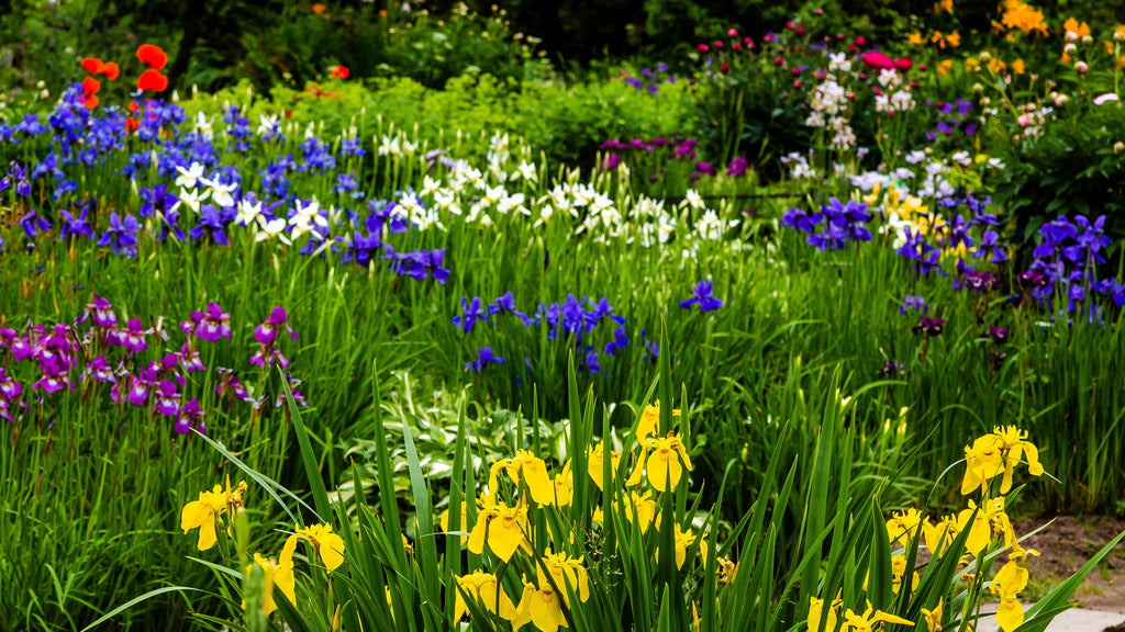 20 MIXED SIBERIAN IRIS Sibirica Iris Bicolor Blue Red White Yellow Purple Siberian Flag Flower Seeds