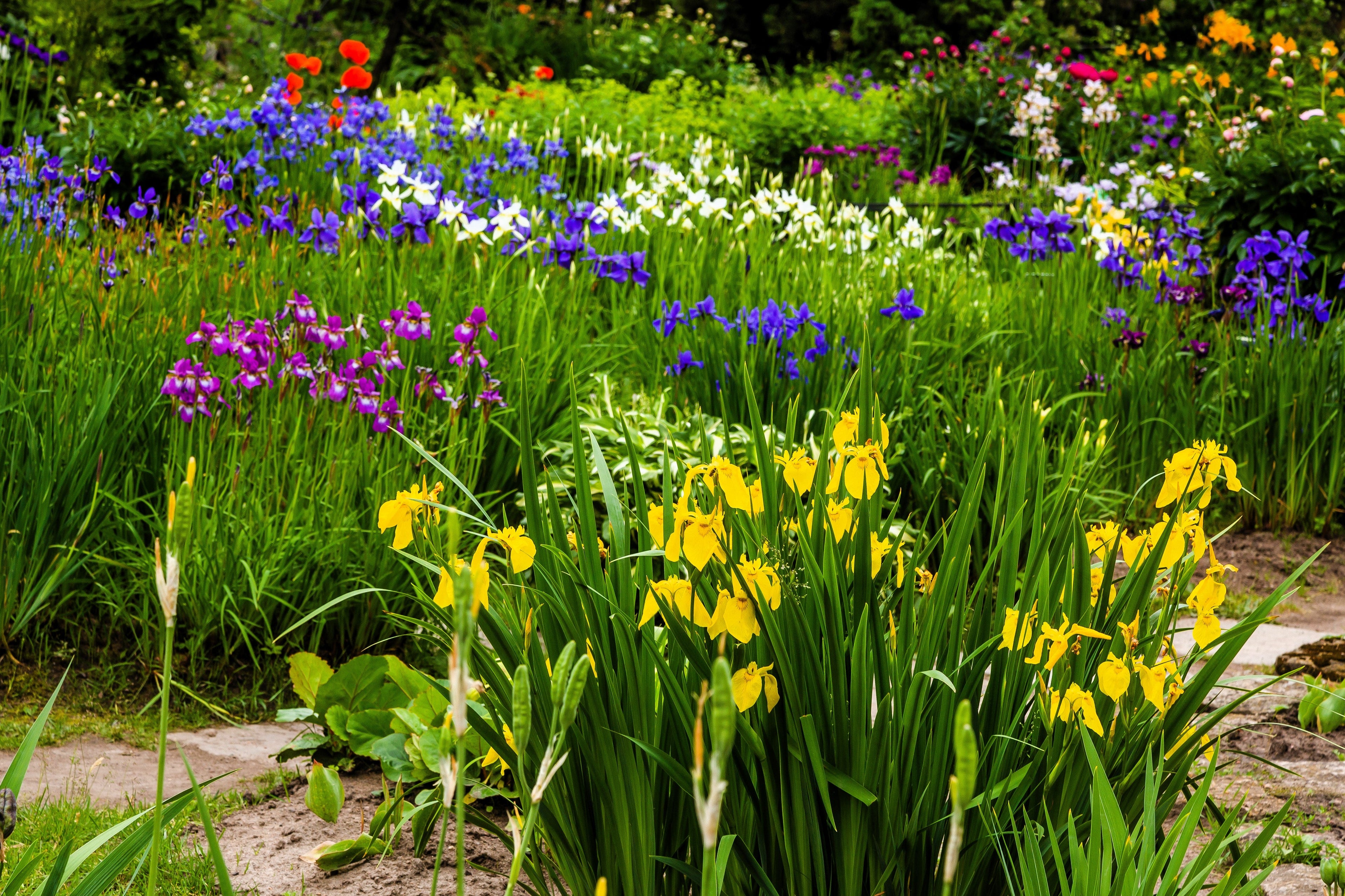 20 MIXED SIBERIAN IRIS Sibirica Iris Bicolor Blue Red White Yellow Purple Siberian Flag Flower Seeds