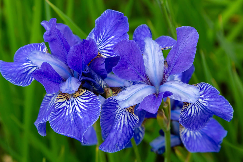 20 MIXED SIBERIAN IRIS Sibirica Iris Bicolor Blue Red White Yellow Purple Siberian Flag Flower Seeds