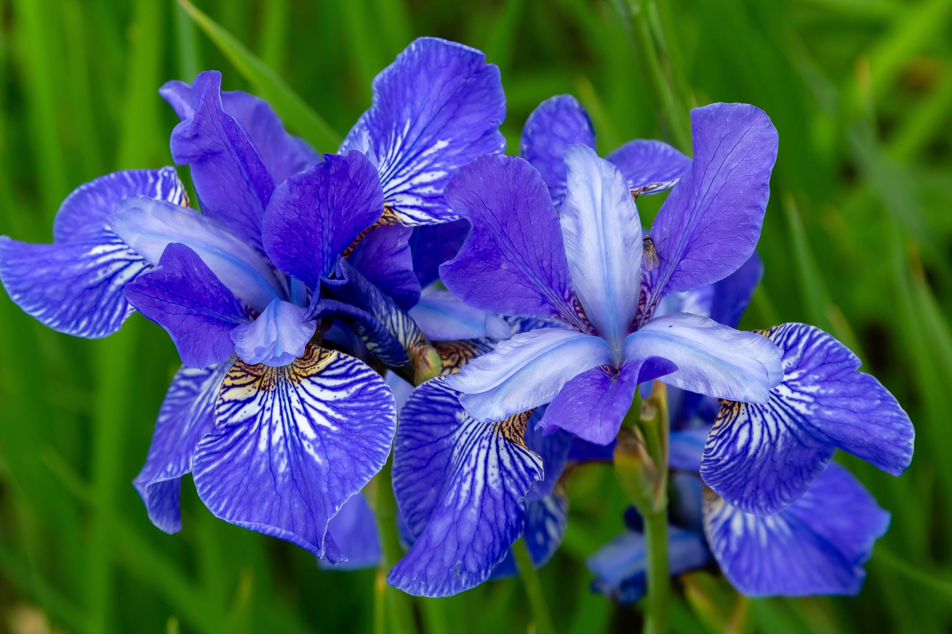 20 MIXED SIBERIAN IRIS Sibirica Iris Bicolor Blue Red White Yellow Purple Siberian Flag Flower Seeds