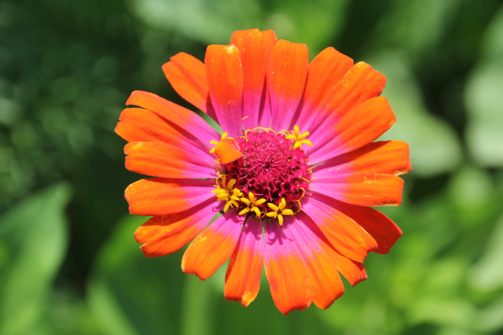 50 CAROUSEL MIX ZINNIA Elegans Carrousel Whirligig Mixed Colors Bicolor Flower Seeds
