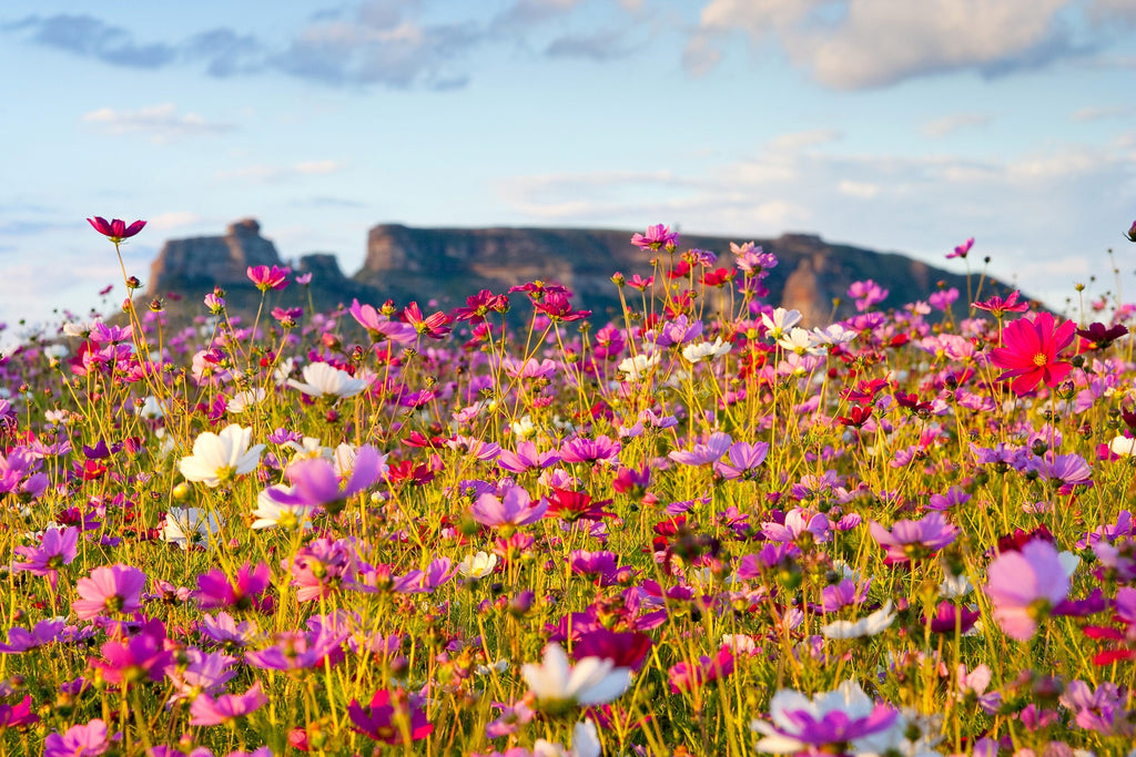 350 COSMOS SENSATION MIX Mixed Colors Cosmos Bipinnatus Flower Seeds