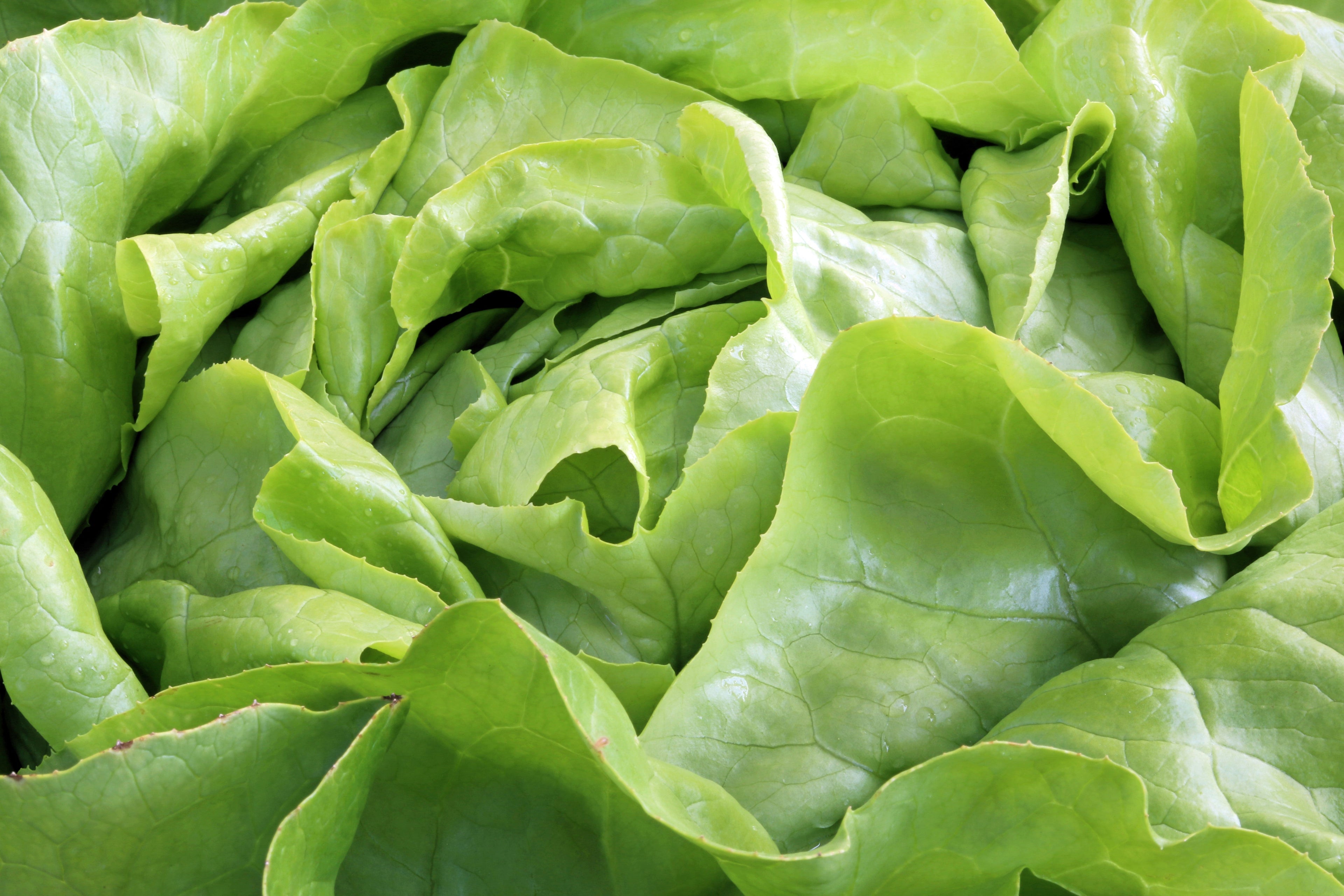 3000 BUTTERCRUNCH LEAF LETTUCE Lactuca Sativa Vegetable Seeds