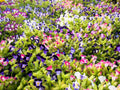 10 KAUAI MIX TORENIA Fournieri Sun or Shade Wishbone Flower Seeds - Mixed Colors 2 Tone Blue Red Pink