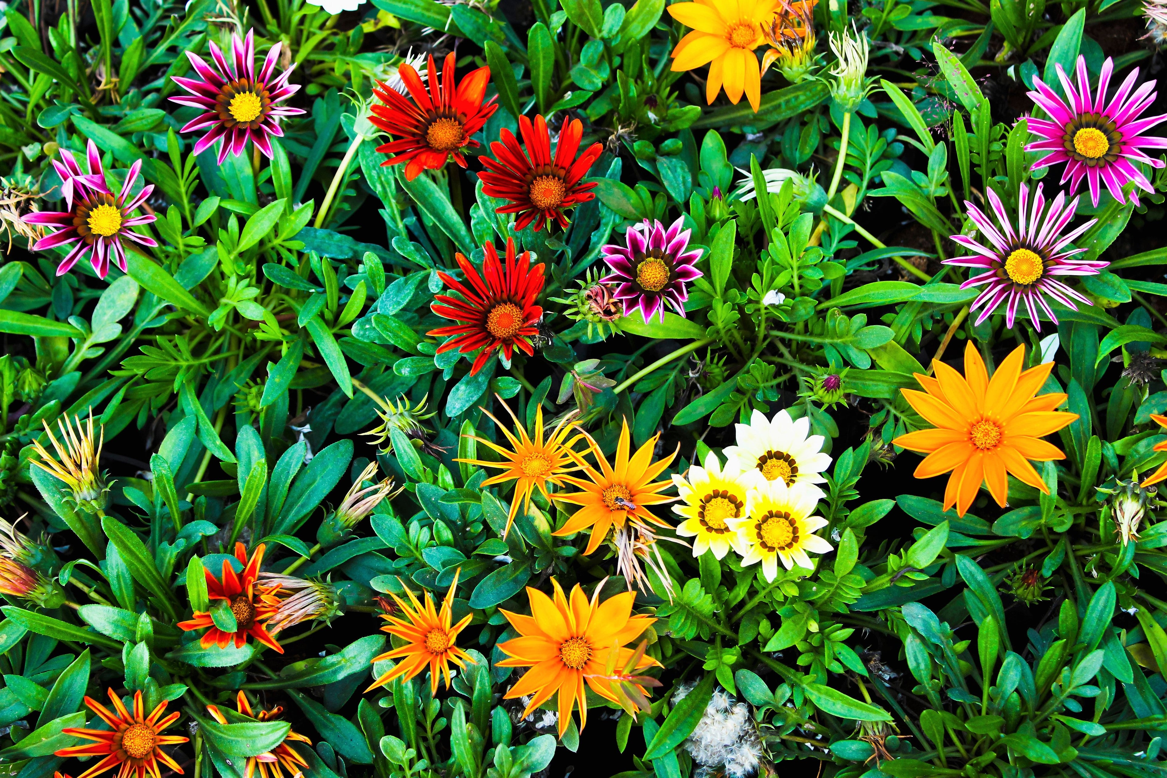 30 Mixed Colors GAZANIA Rigens Treasure Flower Seeds