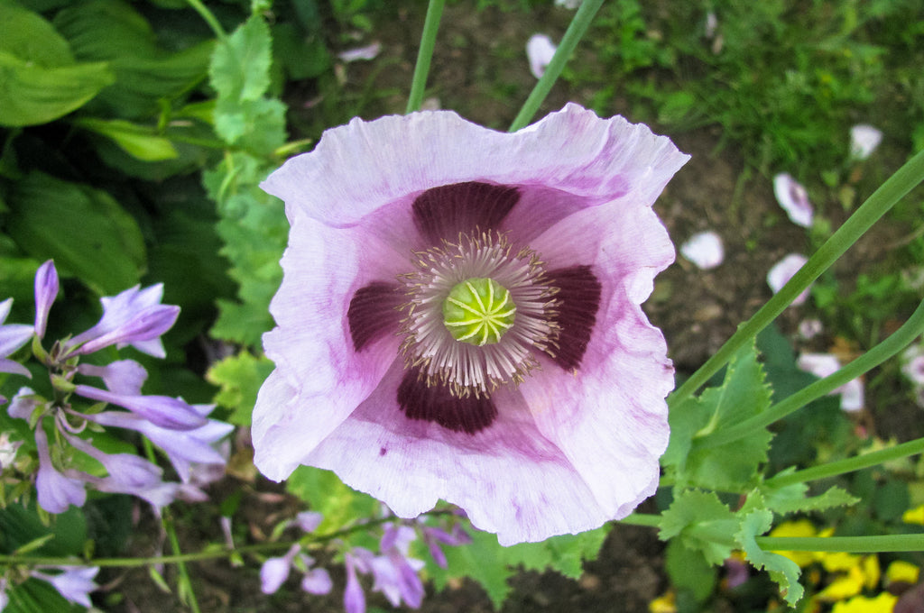 350 TASMANIAN Purple & White POPPY Papaver Somniferum Flower Seeds