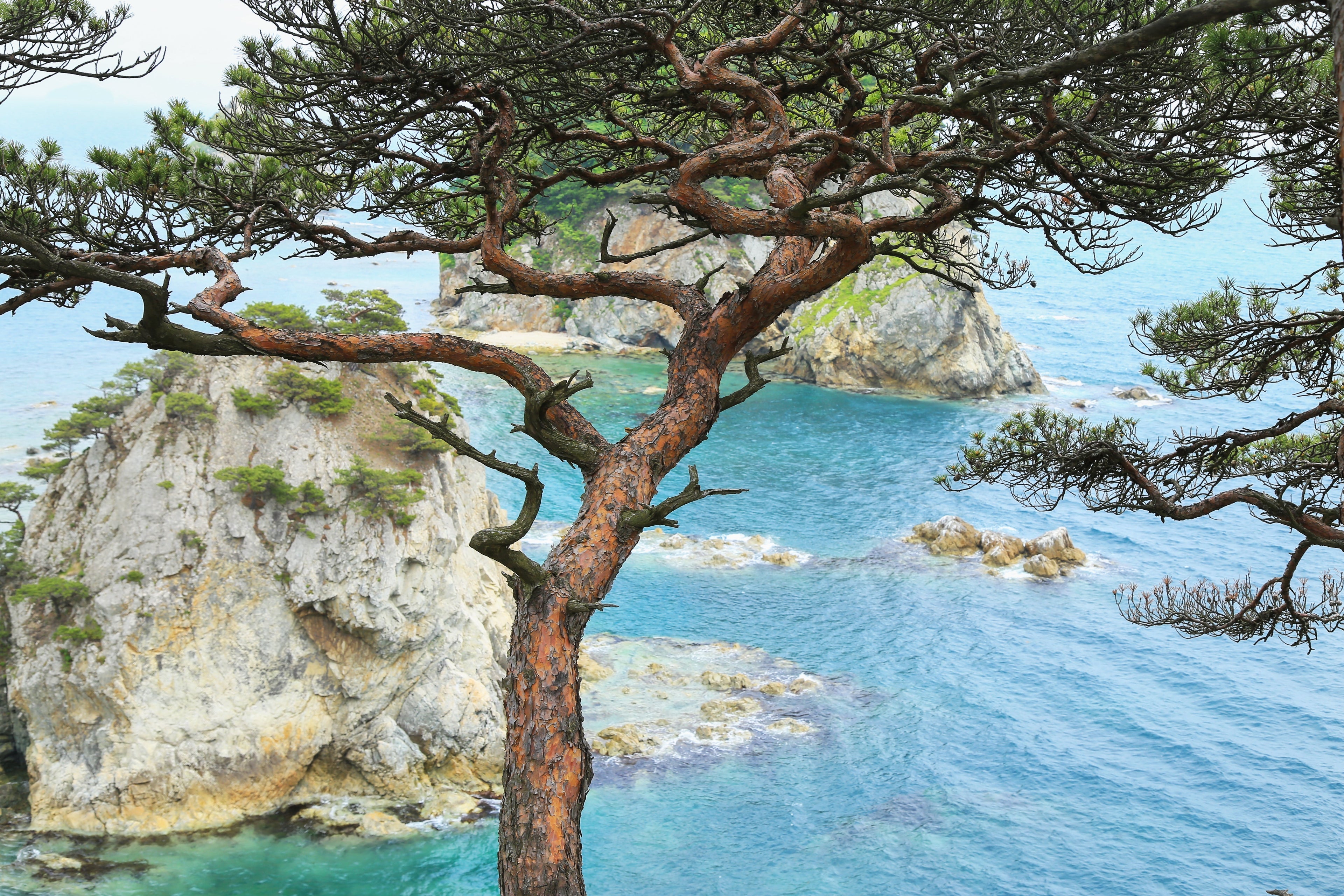 10 RED Japanese PINE TREE Korean Pinus Densiflora Evergreen Seeds