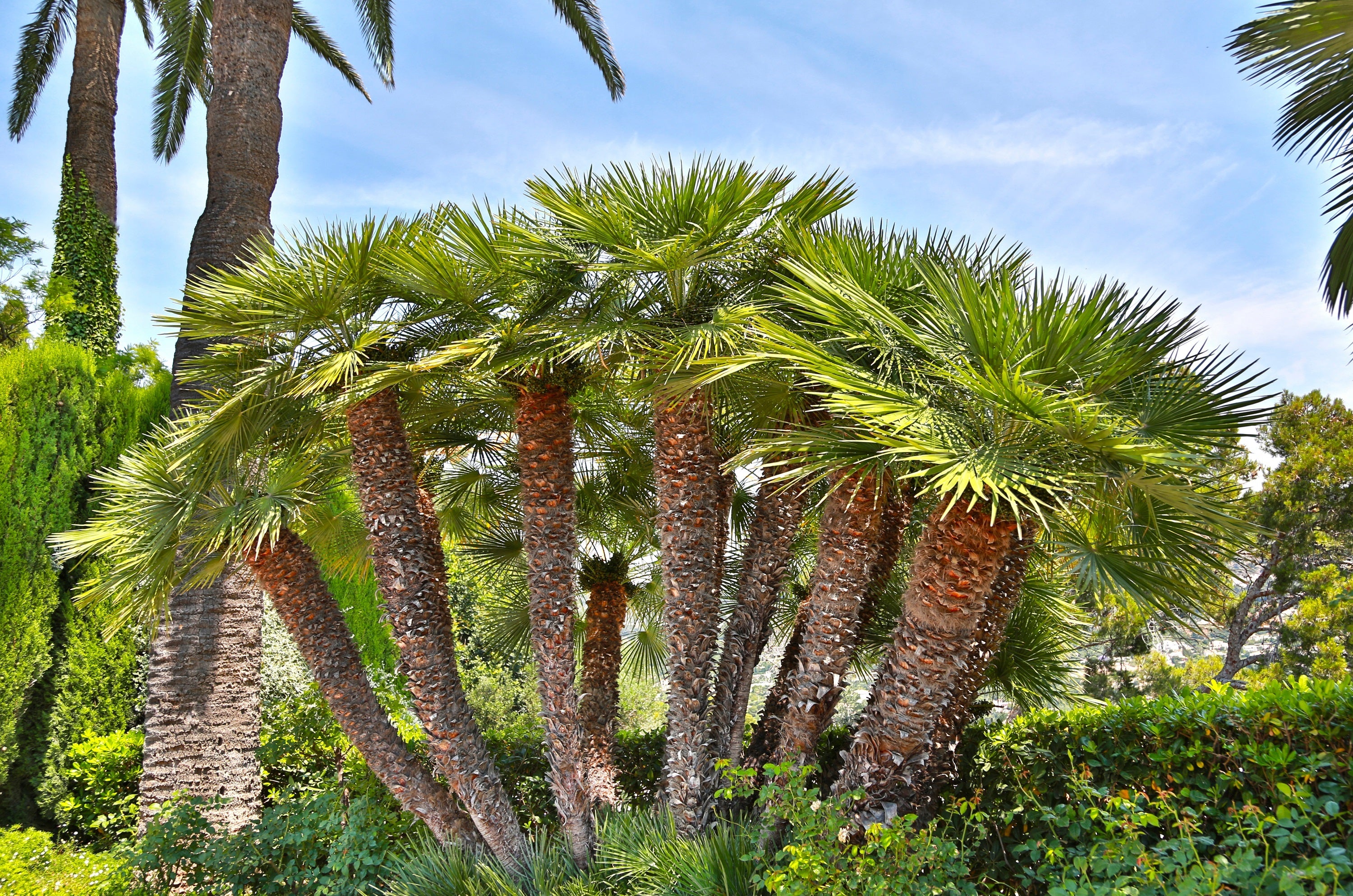 5 MEDITERRANEAN FAN PALM European Dwarf Tree Shrub Chamaerops Humilis Seeds
