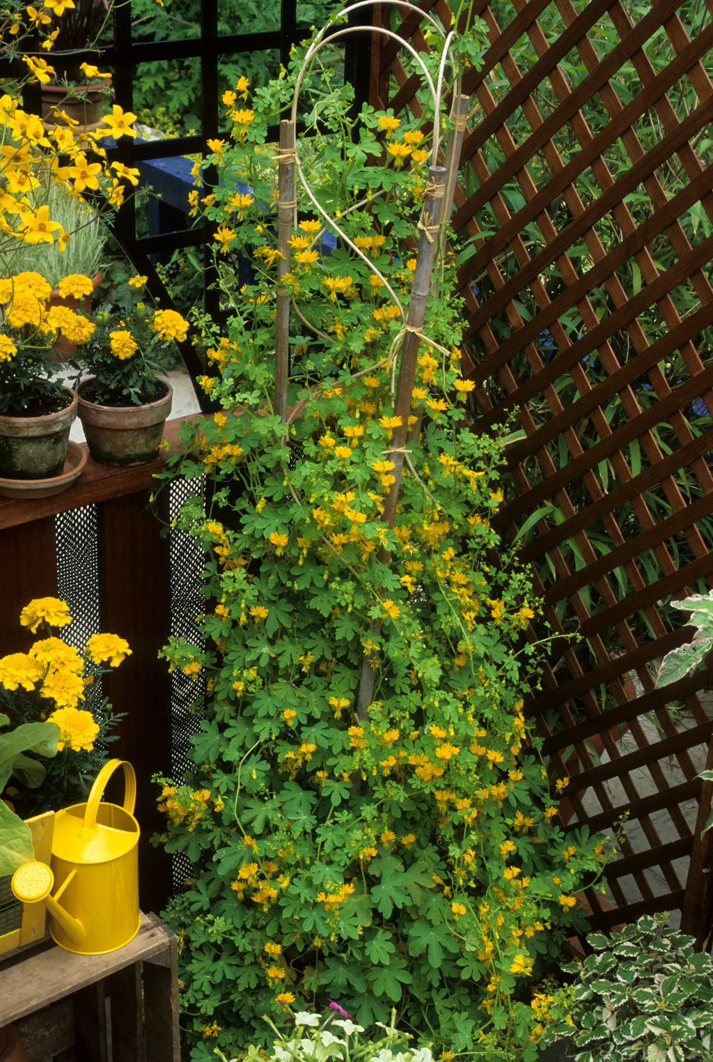 10 CANARY CREEPER NASTURTIUM Vine Tropaeolum Peregrinum Yellow Canarybird Flower Seeds
