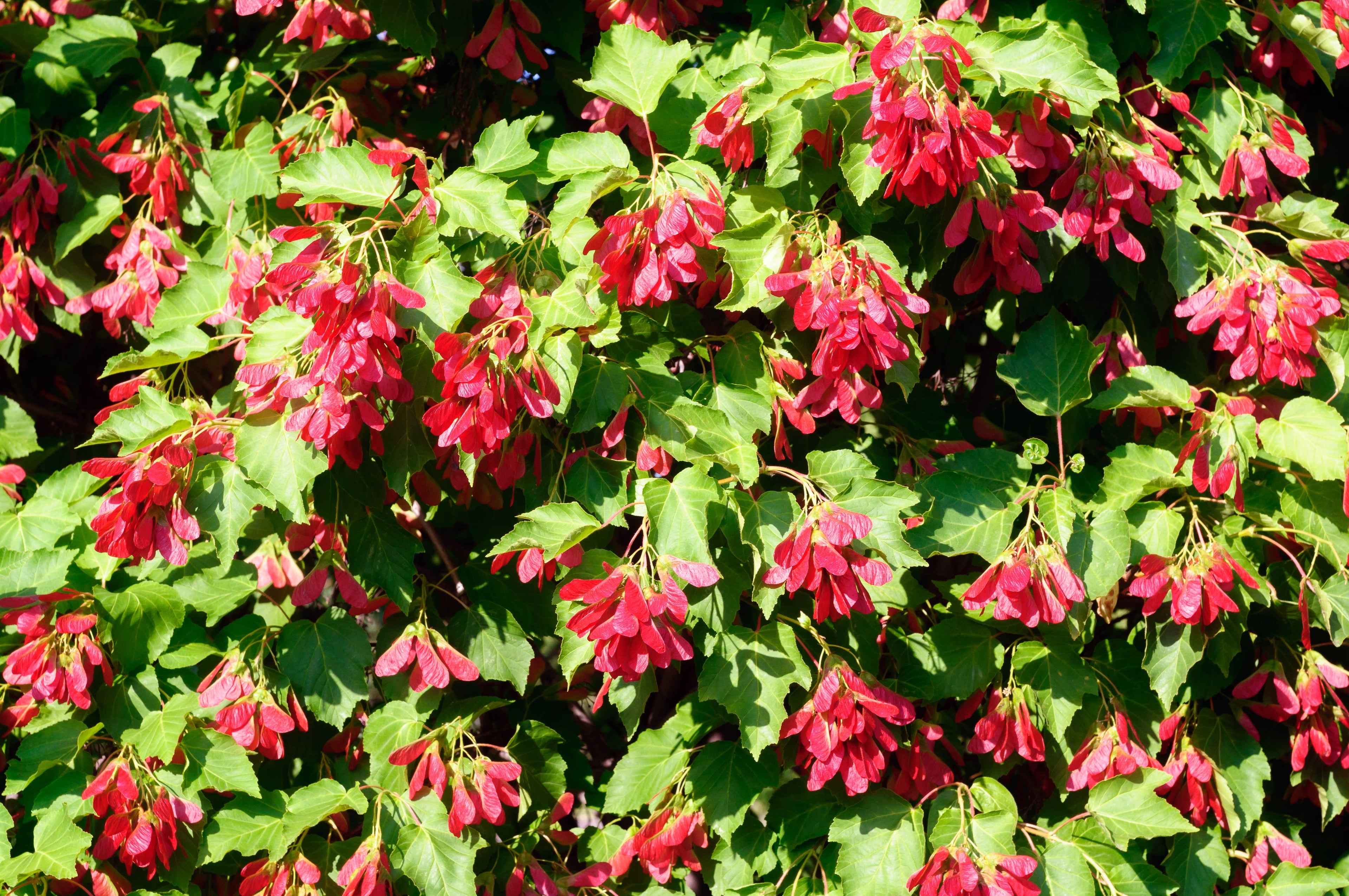 20 Tatarian FLAME MAPLE TREE Red Acer Tataricum Seeds