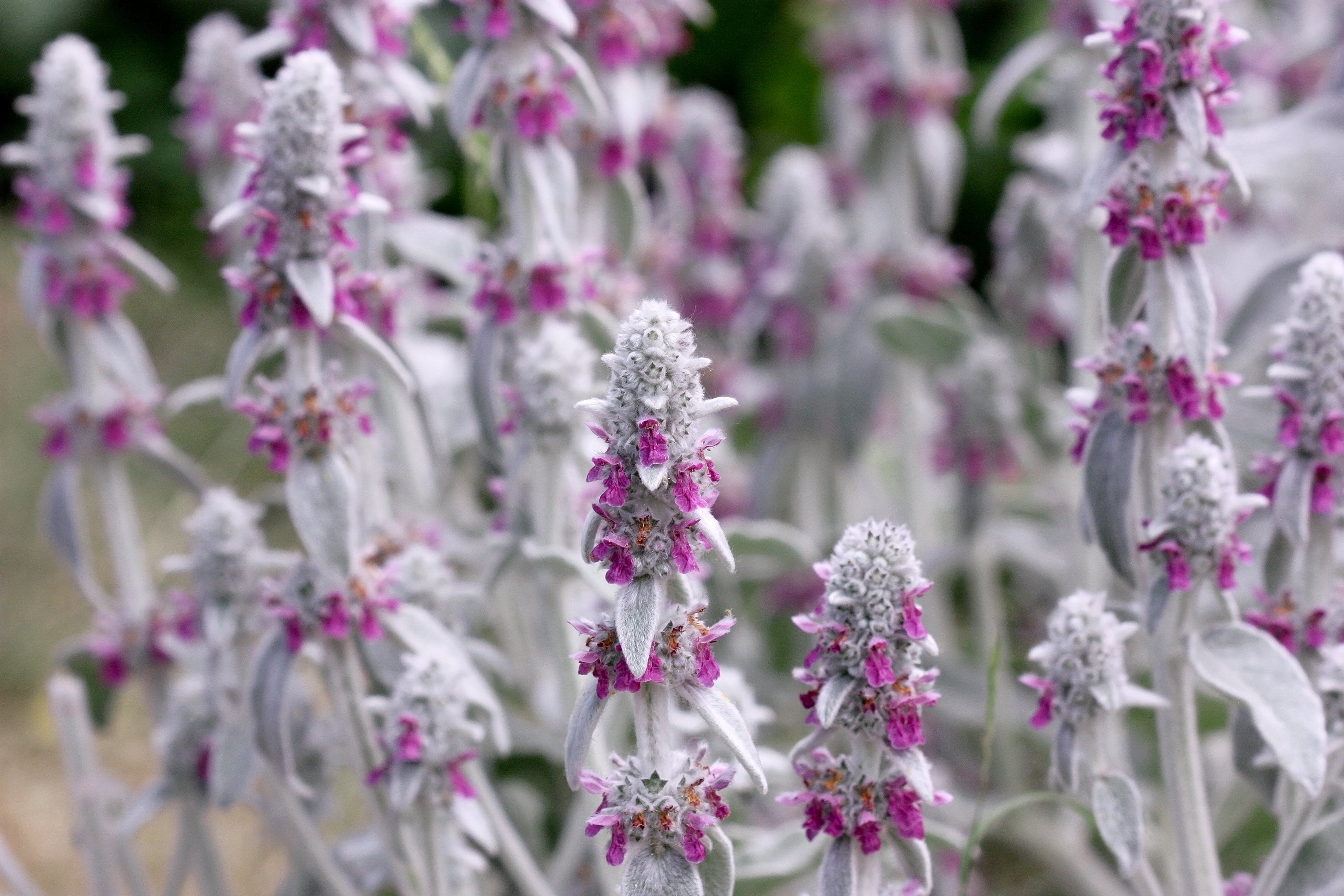 100 Wolly LAMBS EAR Stachys Byzantina Silvery Fuzzy Leaves Purple Flower Seeds