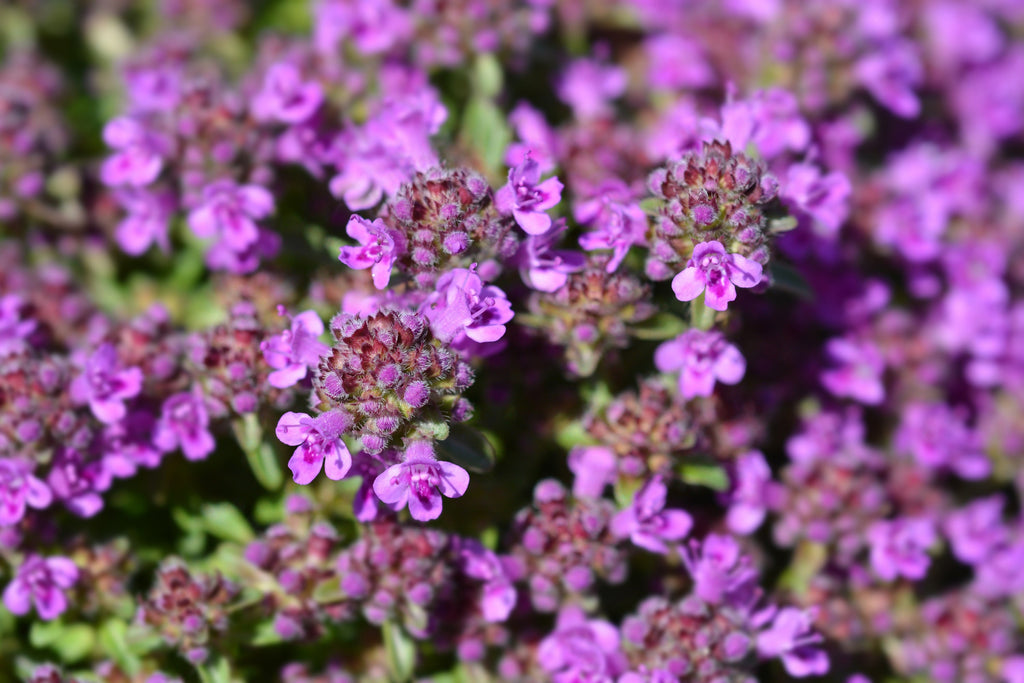100 MOTHER OF THYME aka Lemon Broadleaved Large Thyme Thymus Pulegioides Herb Pink Flower Seeds