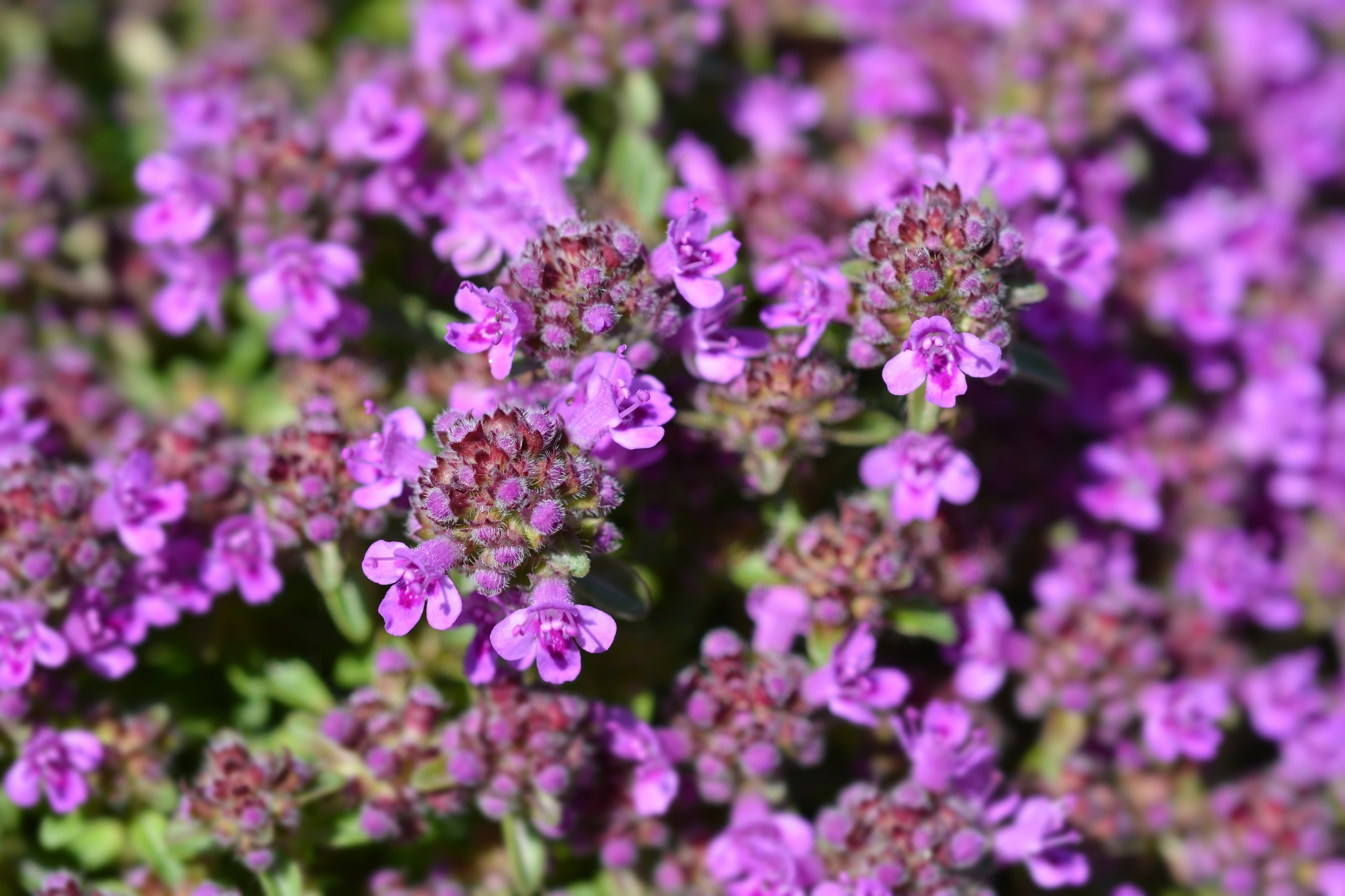 100 MOTHER OF THYME aka Lemon Broadleaved Large Thyme Thymus Pulegioides Herb Pink Flower Seeds
