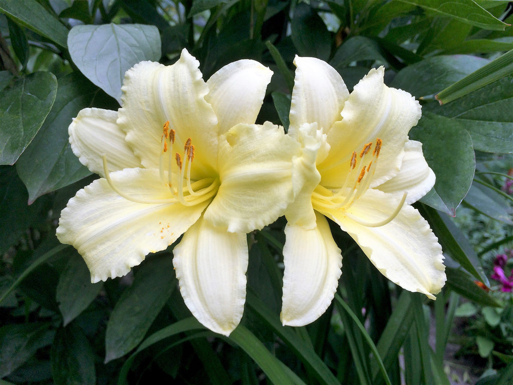 10 MIXED COLORS DAYLILY Hemerocallis Day Lily Fine Mix Red Purple Flower Seeds