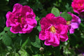30 JAPANESE RED ROSE Bush Rosa Rugosa Rubra Rugrose Fragrant Flower Seeds