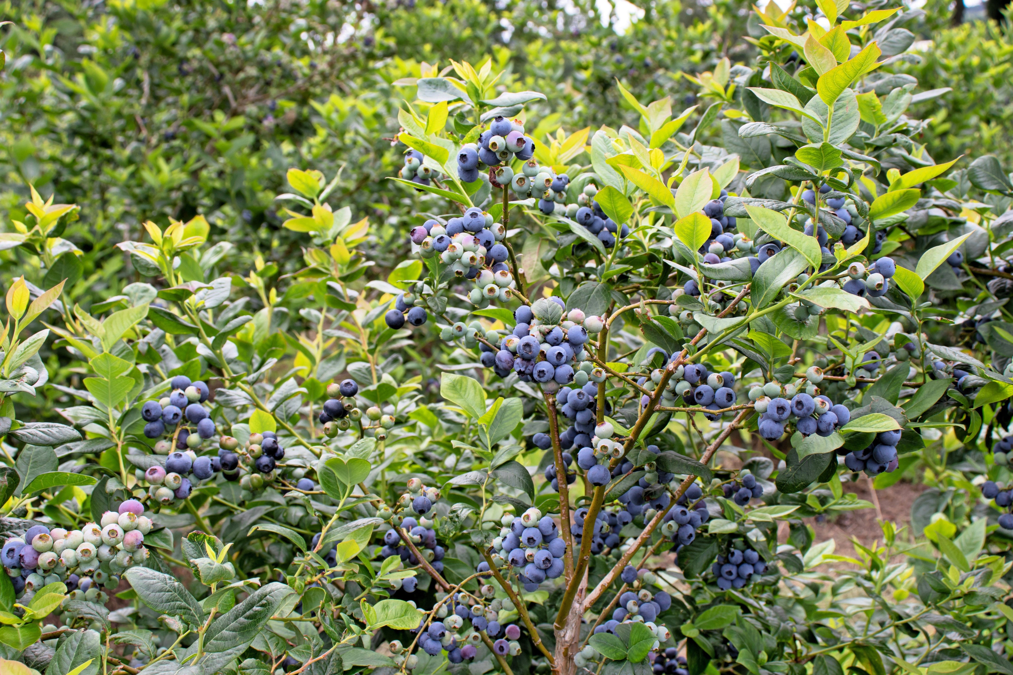 50 Northern HIGHBUSH BLUEBERRY BUSH Vaccinium Fruit Shrub Blue Berry White Flower Seeds