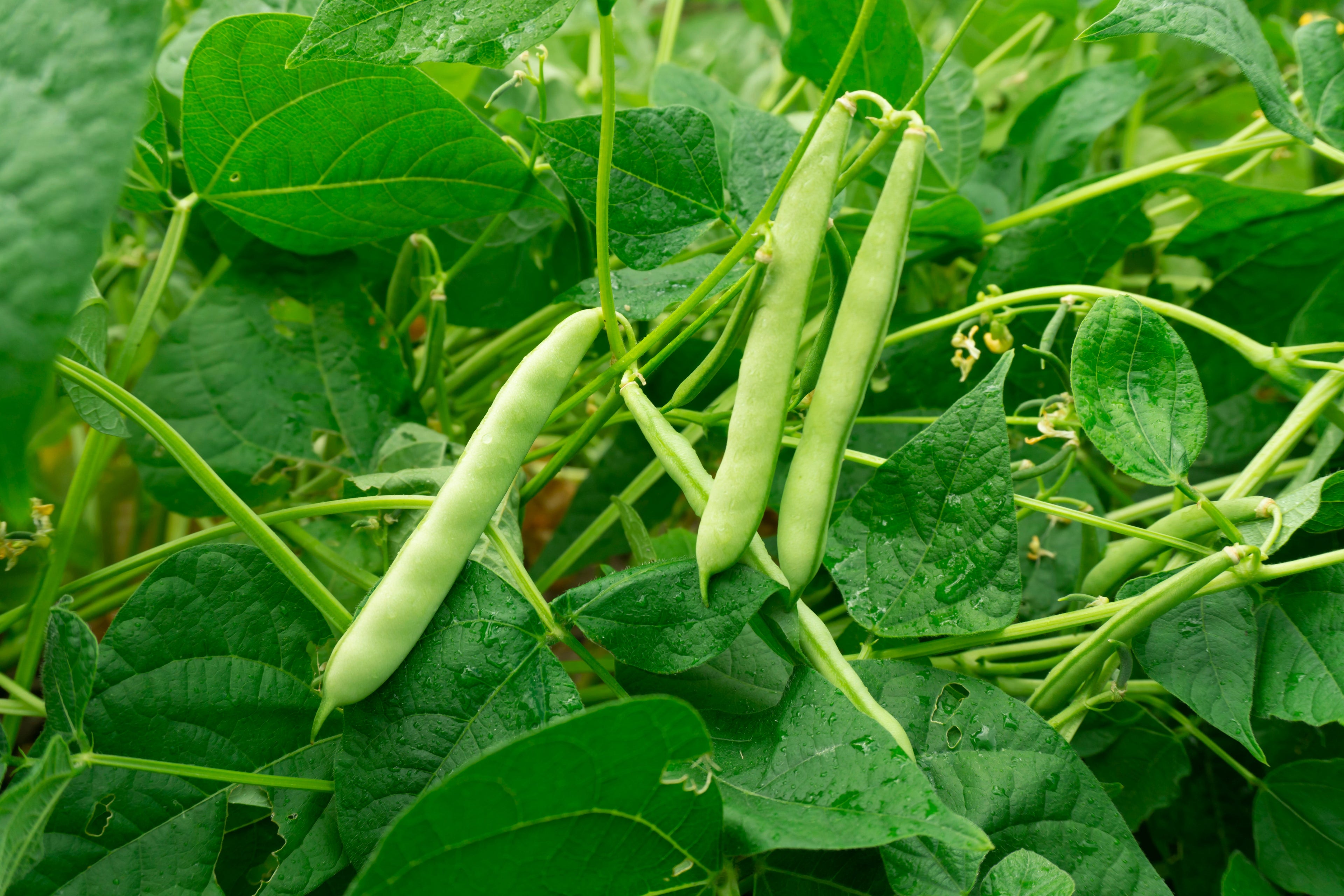 Netre Bhena 30 Red KIDNEY BEAN Phaseolus Vulgaris Vegetable Seeds – Nate's Garden ...
