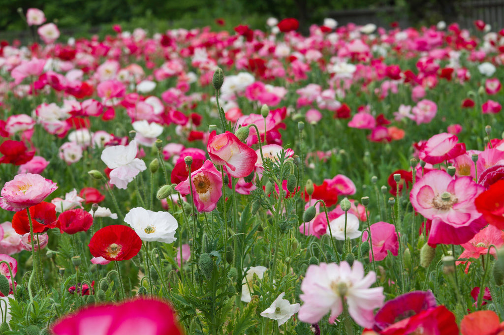 2000 MIXED Colors SHIRLEY POPPY ( aka Corn / Field / Flanders ) Papaver Rhoeas Flower Seeds