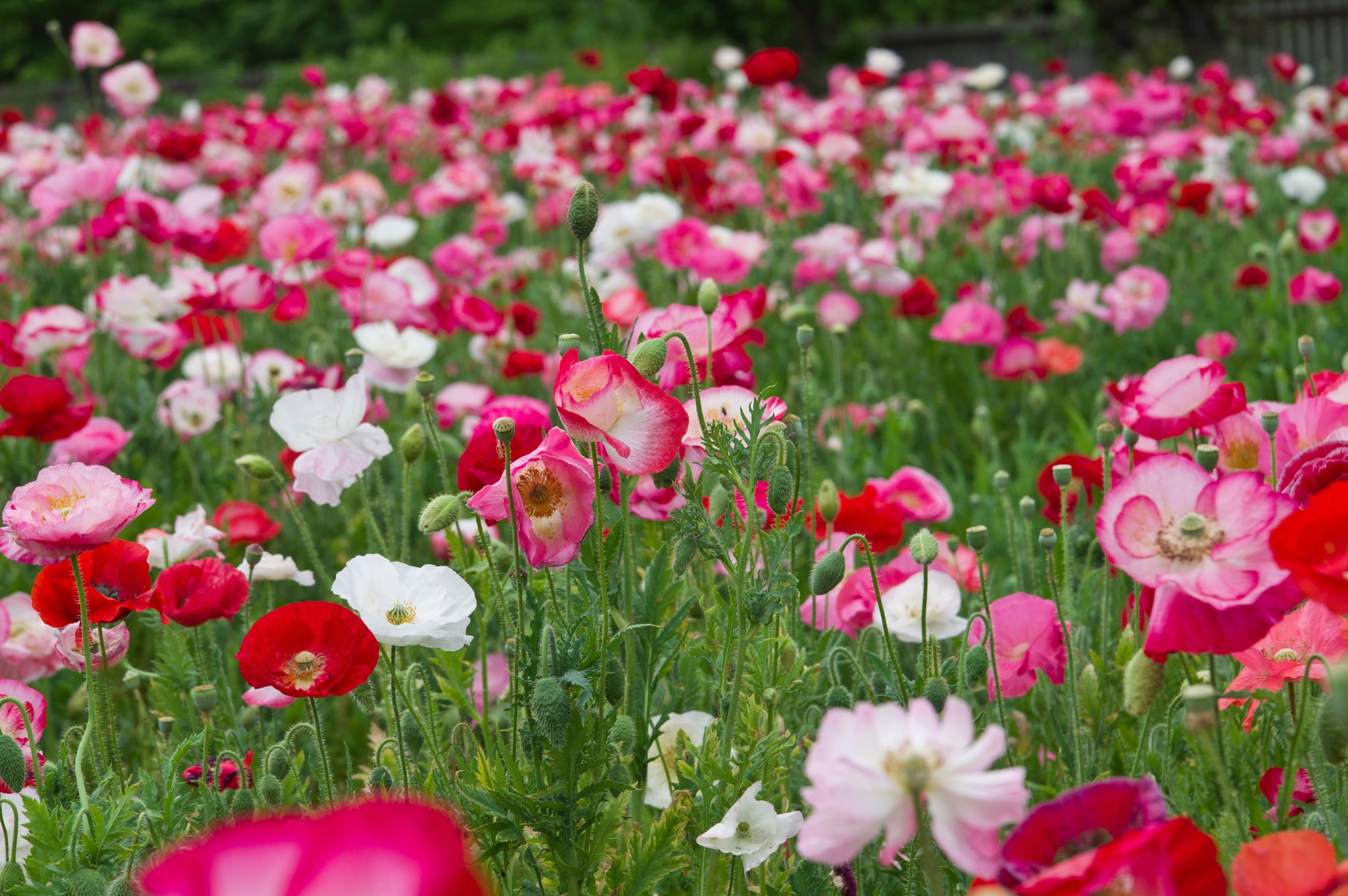 2000 MIXED Colors SHIRLEY POPPY ( aka Corn / Field / Flanders ) Papaver Rhoeas Flower Seeds