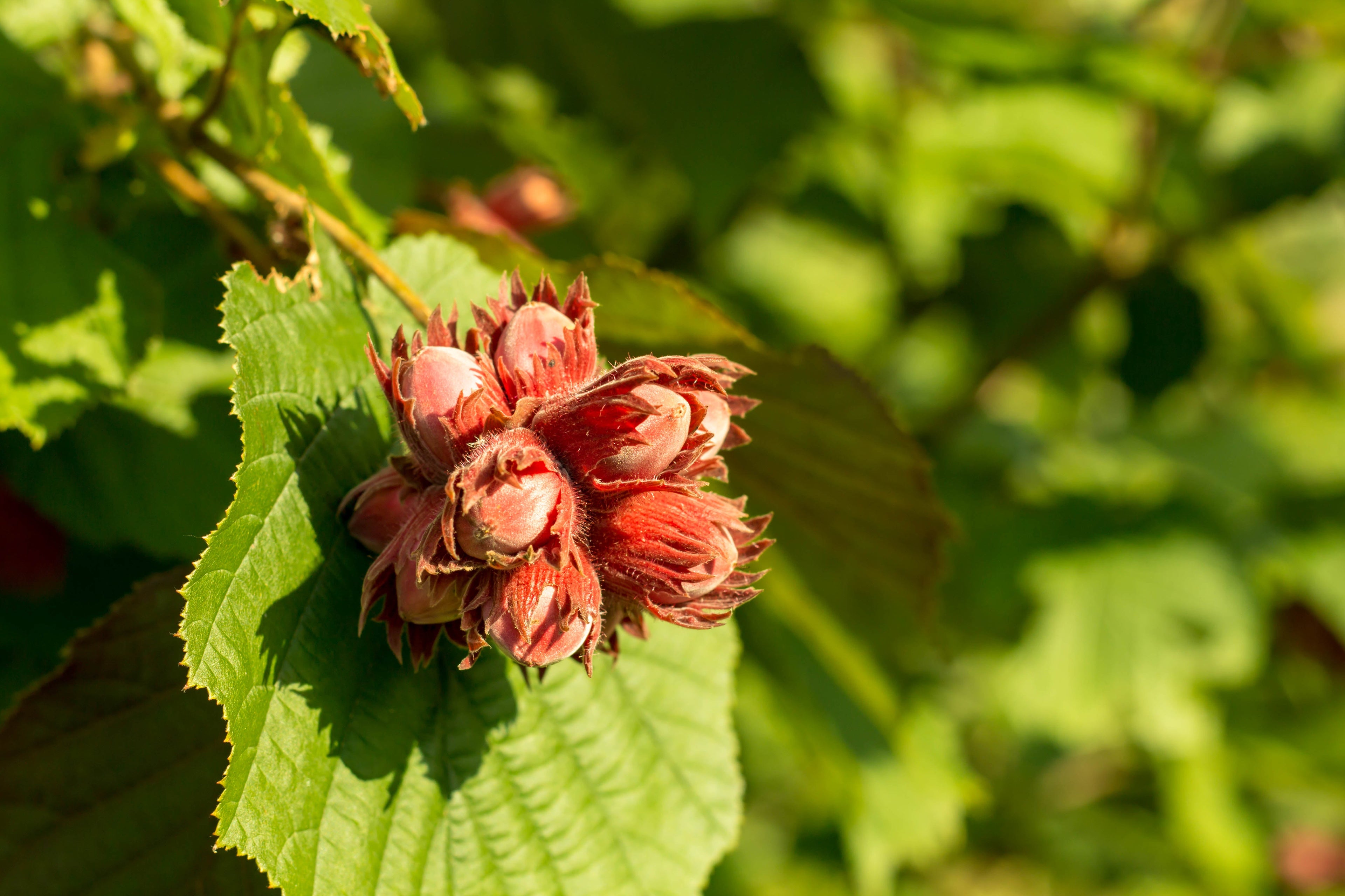 5 AMERICAN HAZELNUT TREE aka Filbert Corylus Americana Fruit Nut Seeds