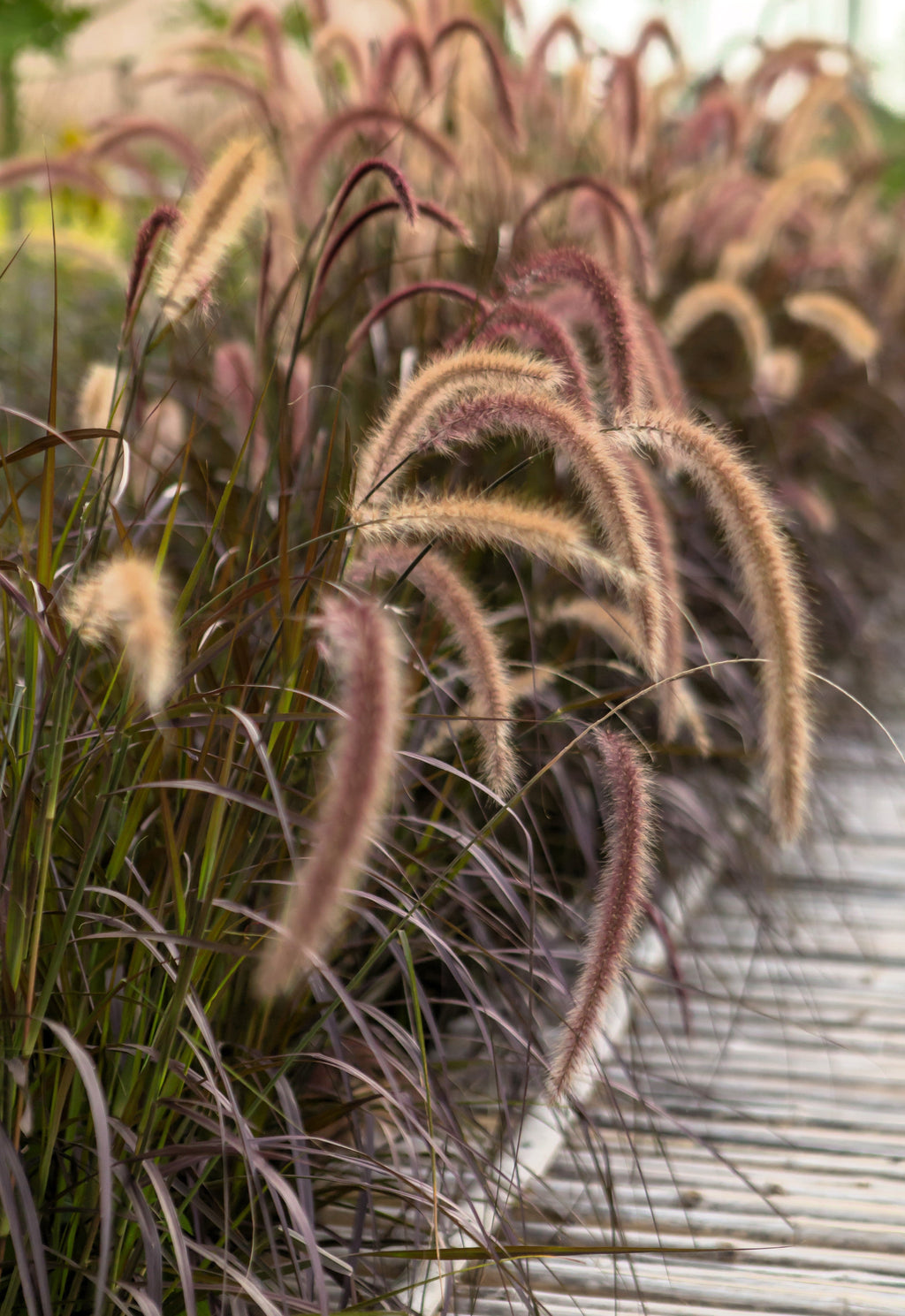 25 PURPLE FOUNTAIN GRASS Ornamental Pennisetum Setaceum Dark Burgundy Flower Seeds