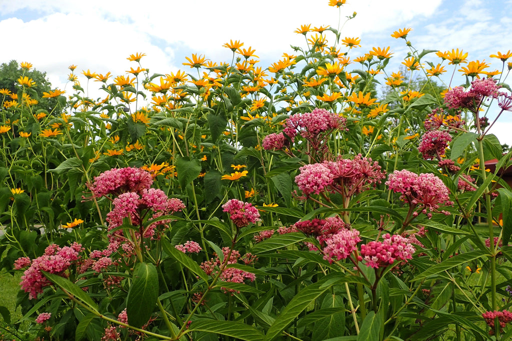 20 CINDERELLA MILKWEED Asclepias Incarnata Magenta (Pink-Purple) Flower Seeds