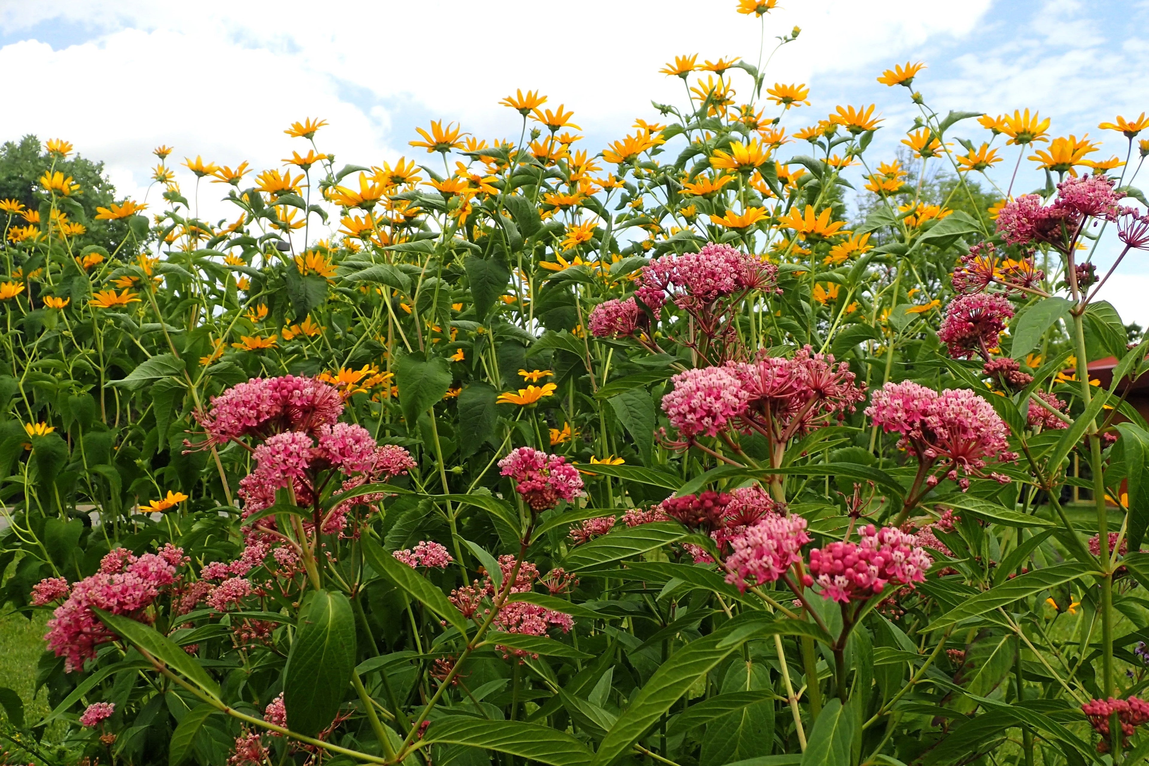 20 CINDERELLA MILKWEED Asclepias Incarnata Magenta (Pink-Purple) Flower Seeds