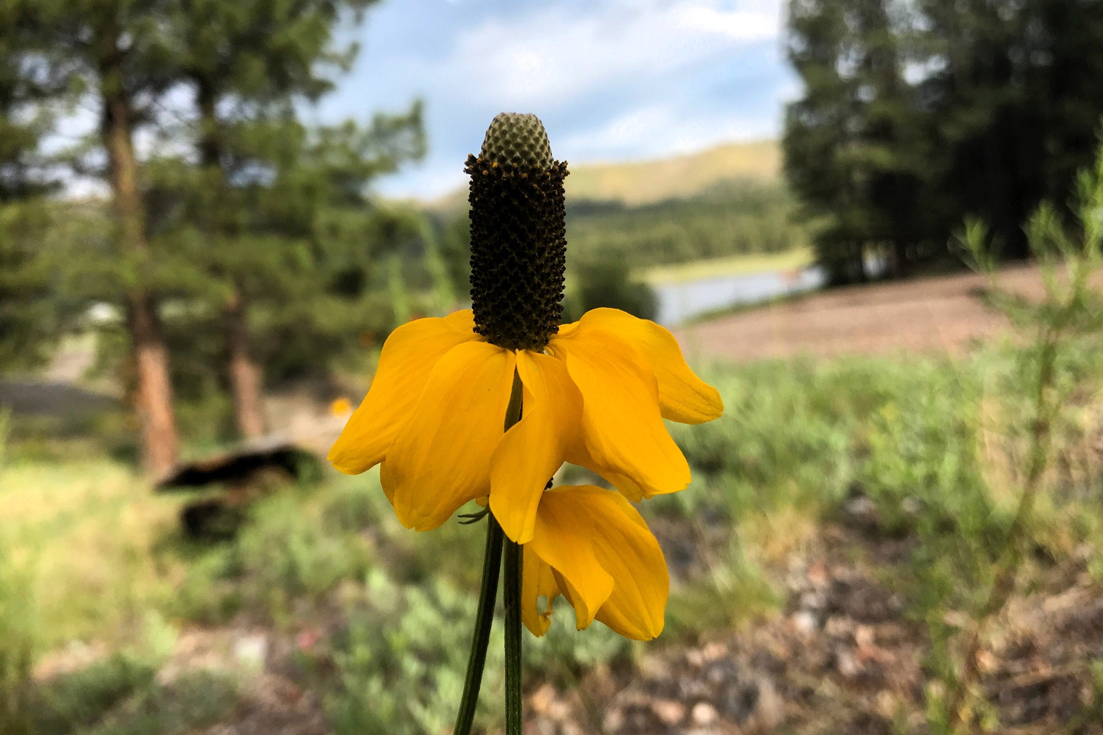 3000 CLASPING CONEFLOWER Rudbeckia Amplexicaulis Native Yellow Flower Seeds