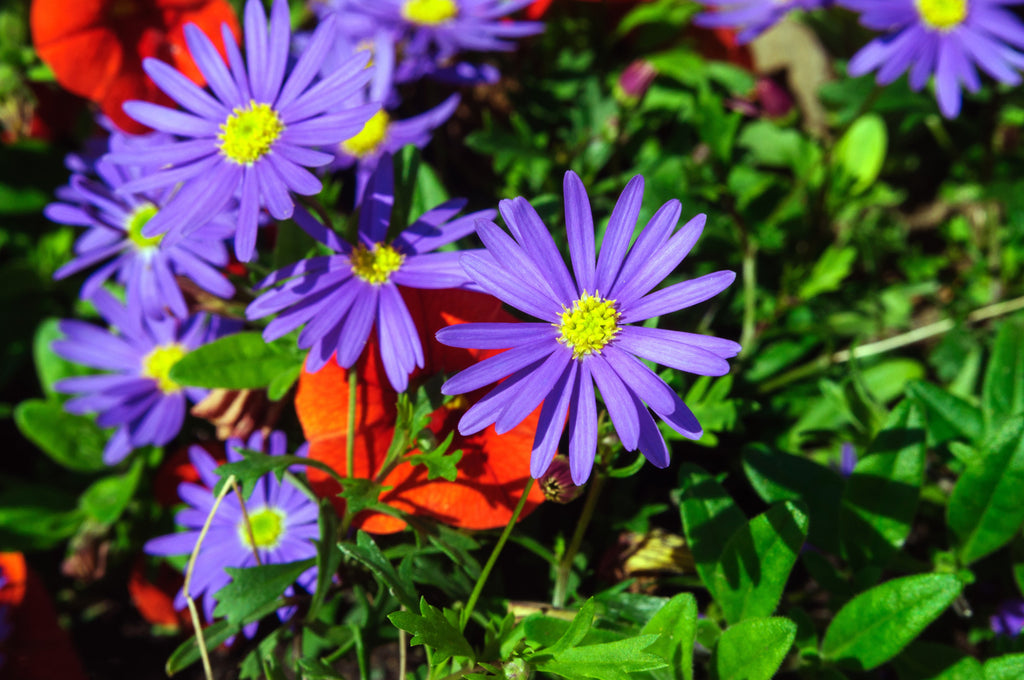 200 Purple Mix SWAN RIVER DAISY Brachyscome Iberidifolia Flower Seeds