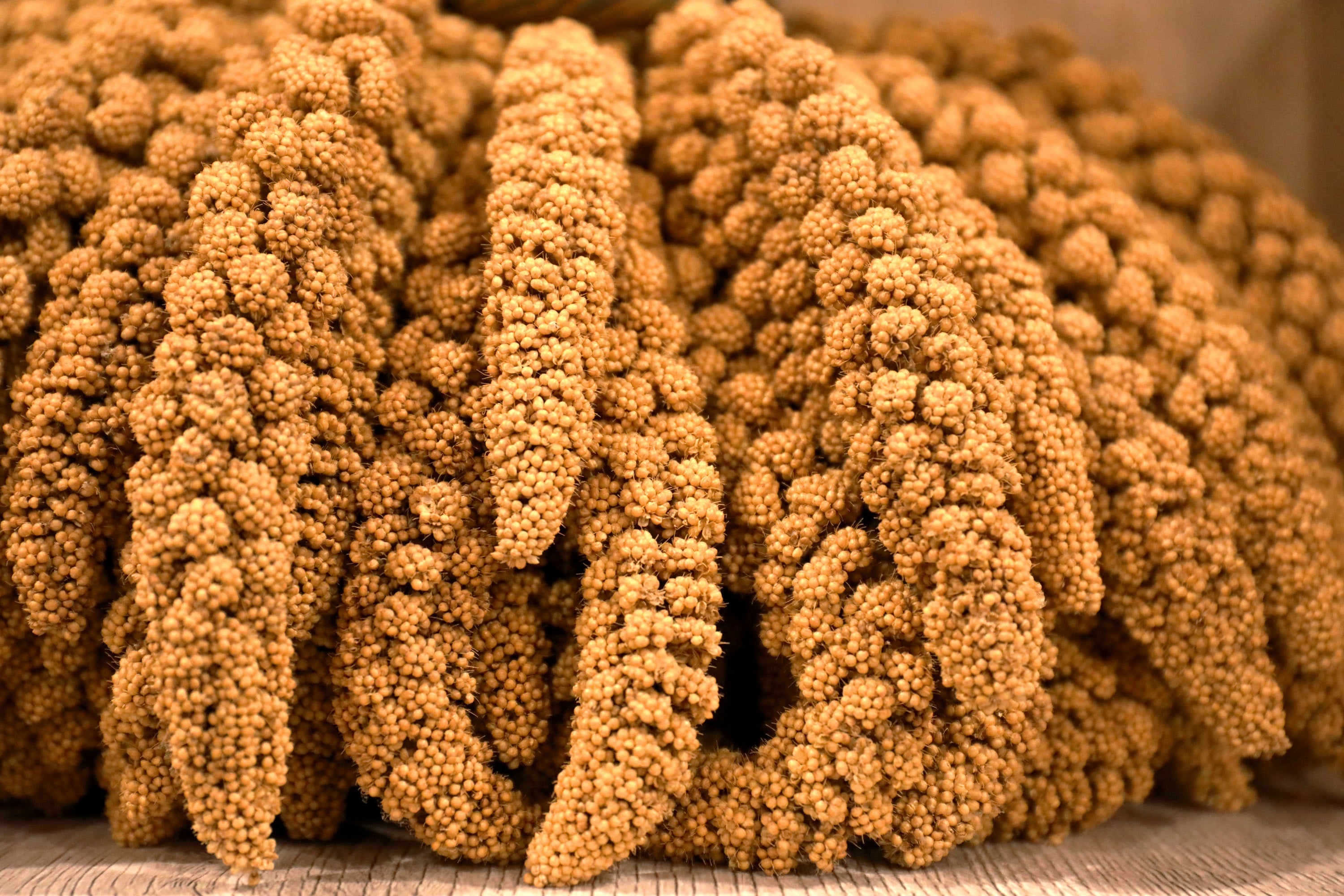 100 FOXTAIL MILLET Setaria Italica Ornamental Grass Wildlife Food Flower Seeds