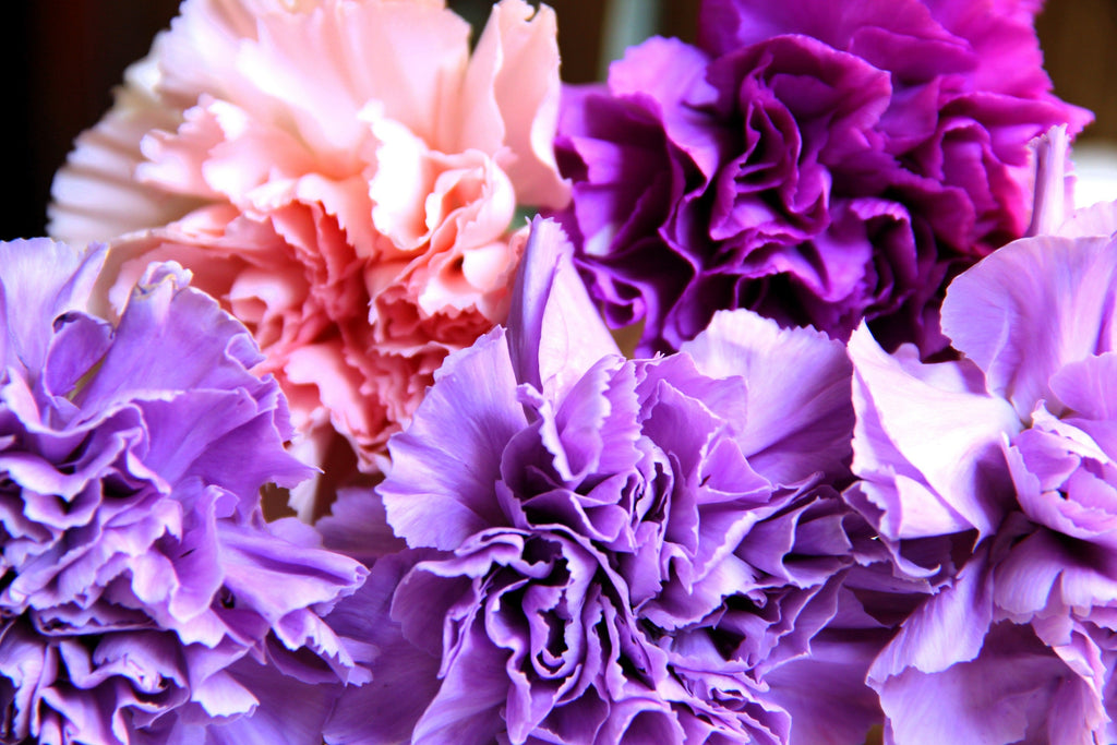 100 RAINBOW CARNATION Mix Mixed Colors Dianthus Caryophyllus Flower Seeds