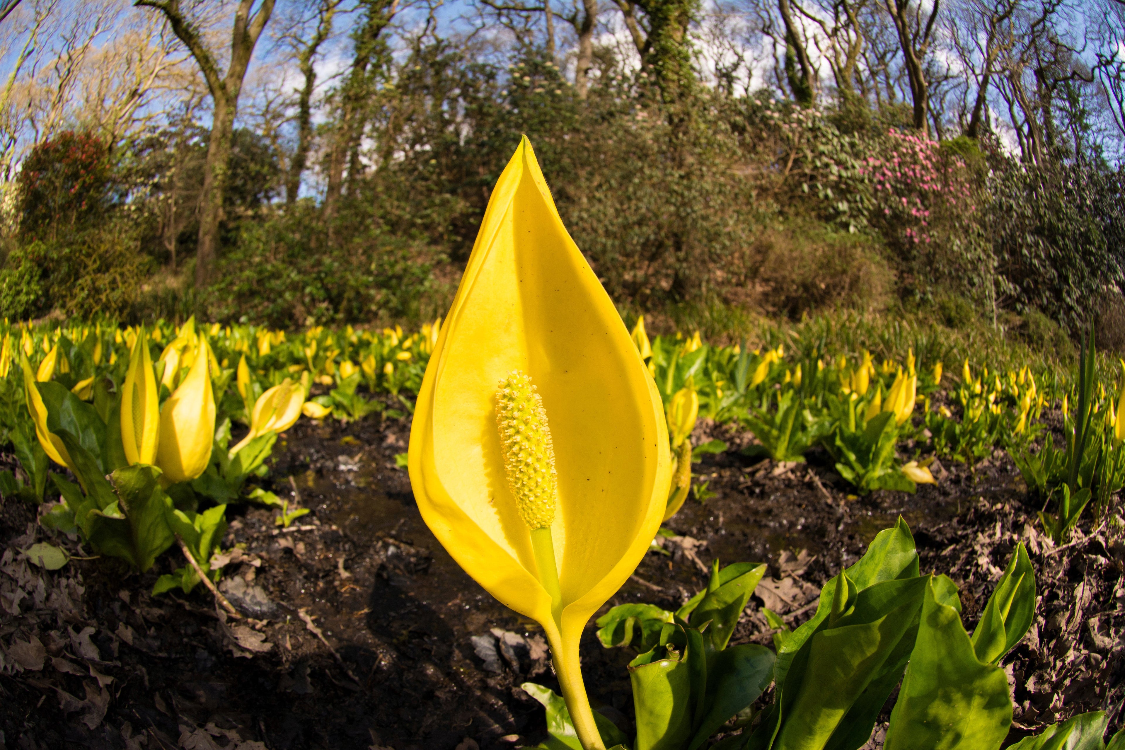 10 Yellow SWAMP LANTERN Moist Lysichiton Americanus Skunk Cabbage Flower Seeds