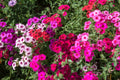 100 Mixed Colors DRUMMOND PHLOX MIX Pink, Red, White, Purple Phlox Drummondii Flower Seeds