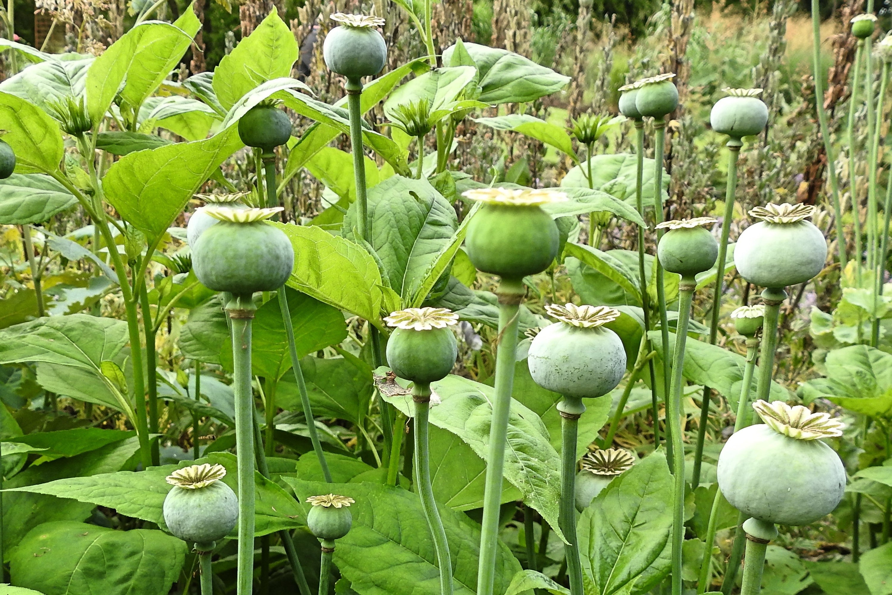 1000 POPPY " THE GIANT " Papaver Giganteum Pink & Purple Huge Pods Flower Seeds