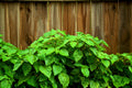 5 TRUE PATCHOULI SHRUB Fragrant Patchouly Pogostemon Cablin Herb Seeds