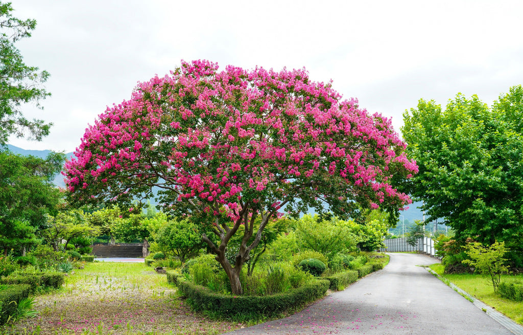 50 MIXED CREPE MYRTLE Lagerstroemia Indica Tree Shrub Crape  6 Color Mix - Red, Purple, Light Pink, Dark Pink, White, & Lilac Flower Seeds