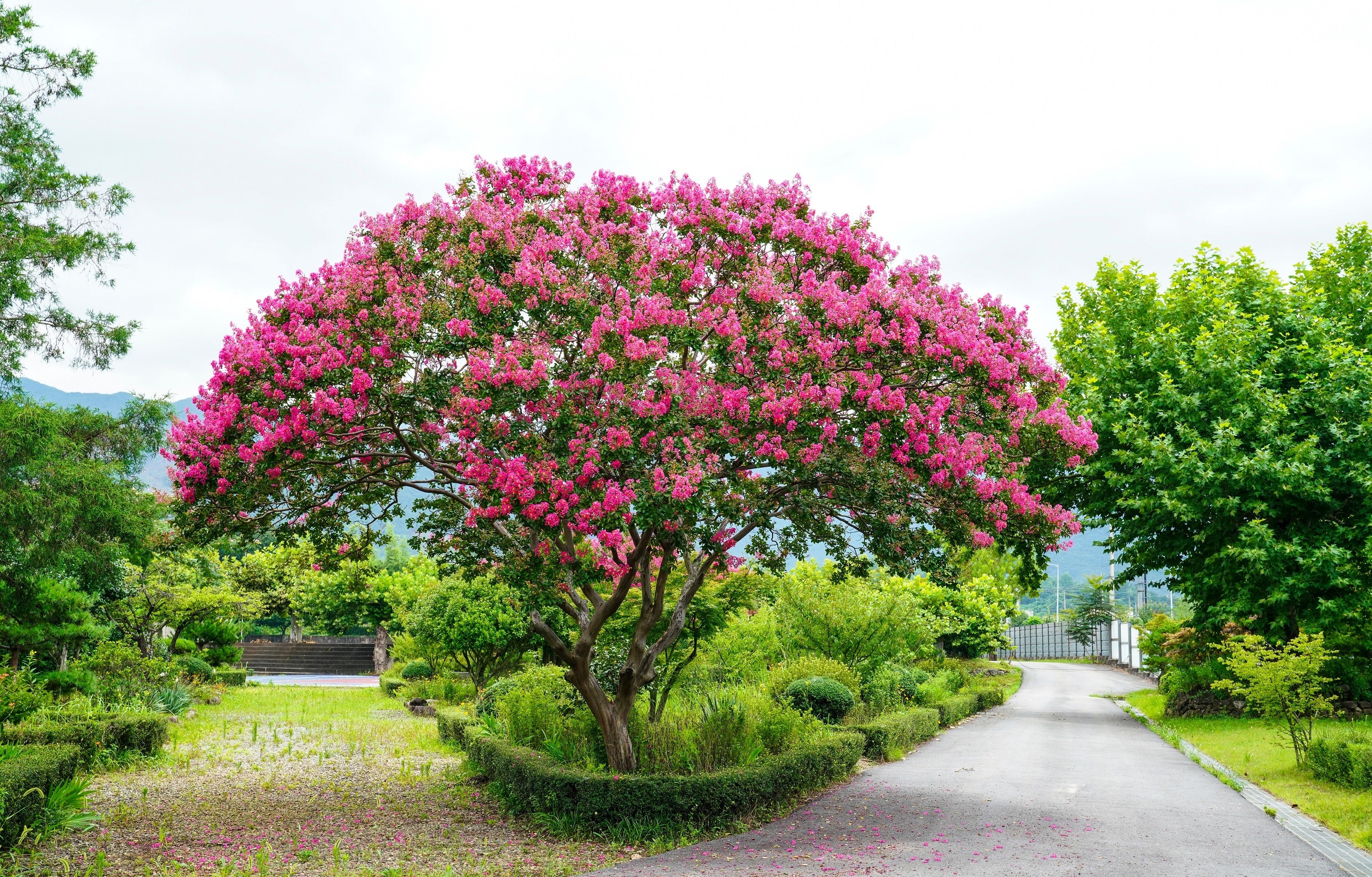 50 MIXED CREPE MYRTLE Lagerstroemia Indica Tree Shrub Crape  6 Color Mix - Red, Purple, Light Pink, Dark Pink, White, & Lilac Flower Seeds