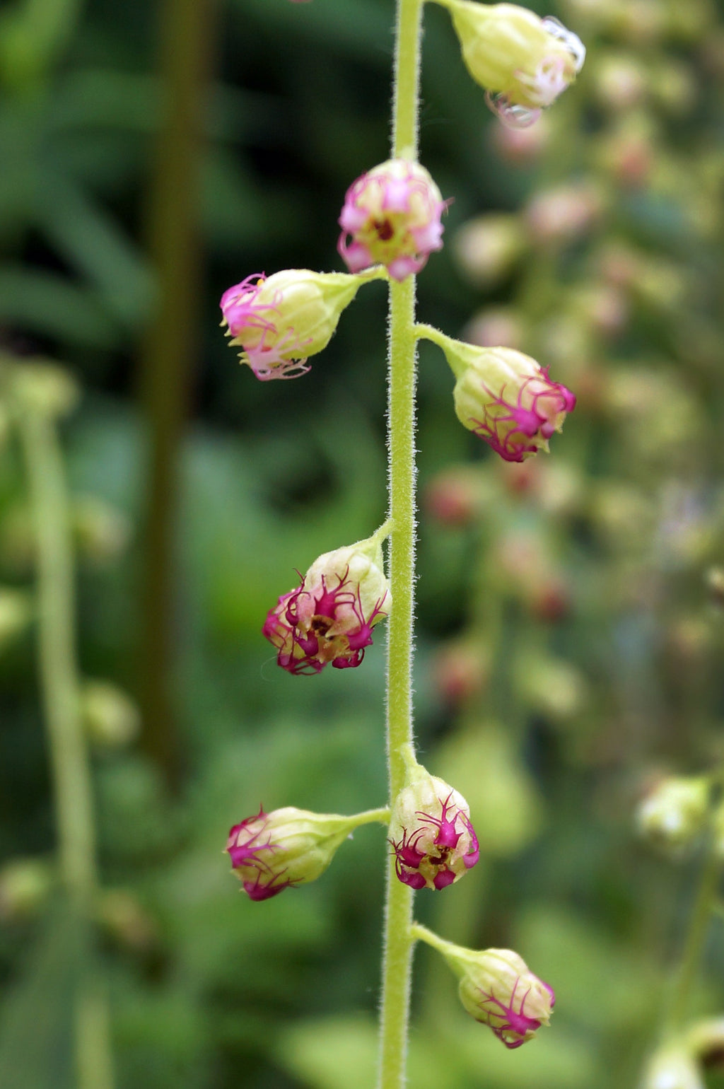 25 FRINGECUP Tellima Grandiflora Odorata Bigflower Fringe Cup Pink Flower Seeds