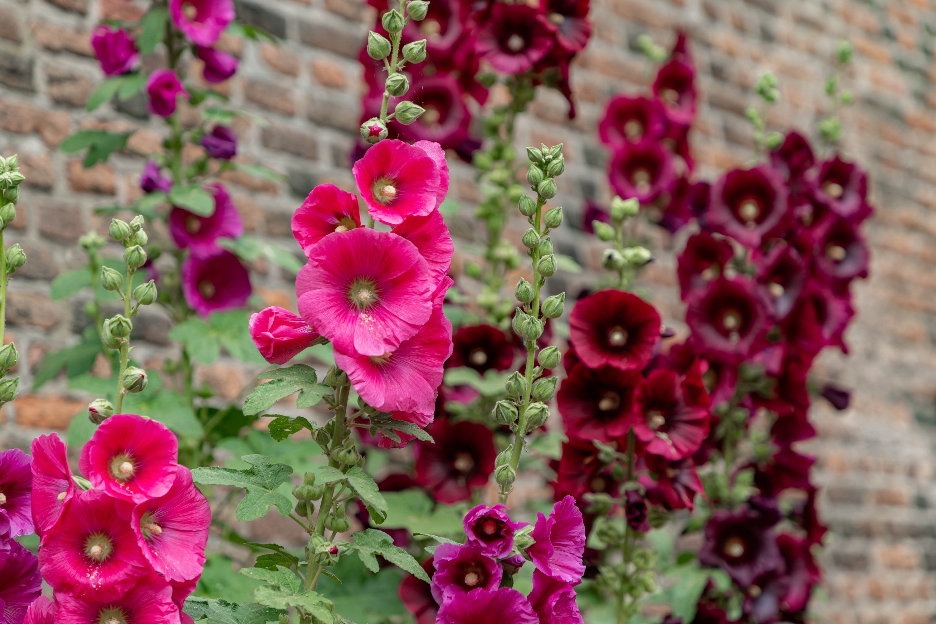 25 BRIGHT PINK HOLLYHOCK Alcea Rosea Perennial Flower Seeds