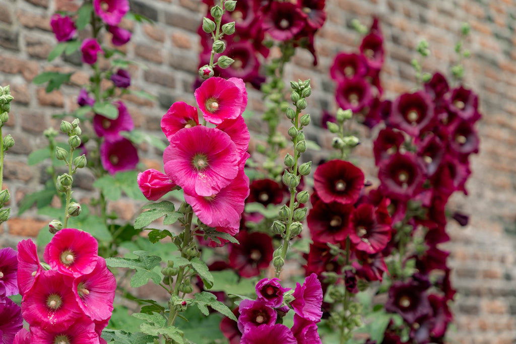 25 BURGUNDY RED HOLLYHOCK Alcea Rosea Flower Seeds Perennial