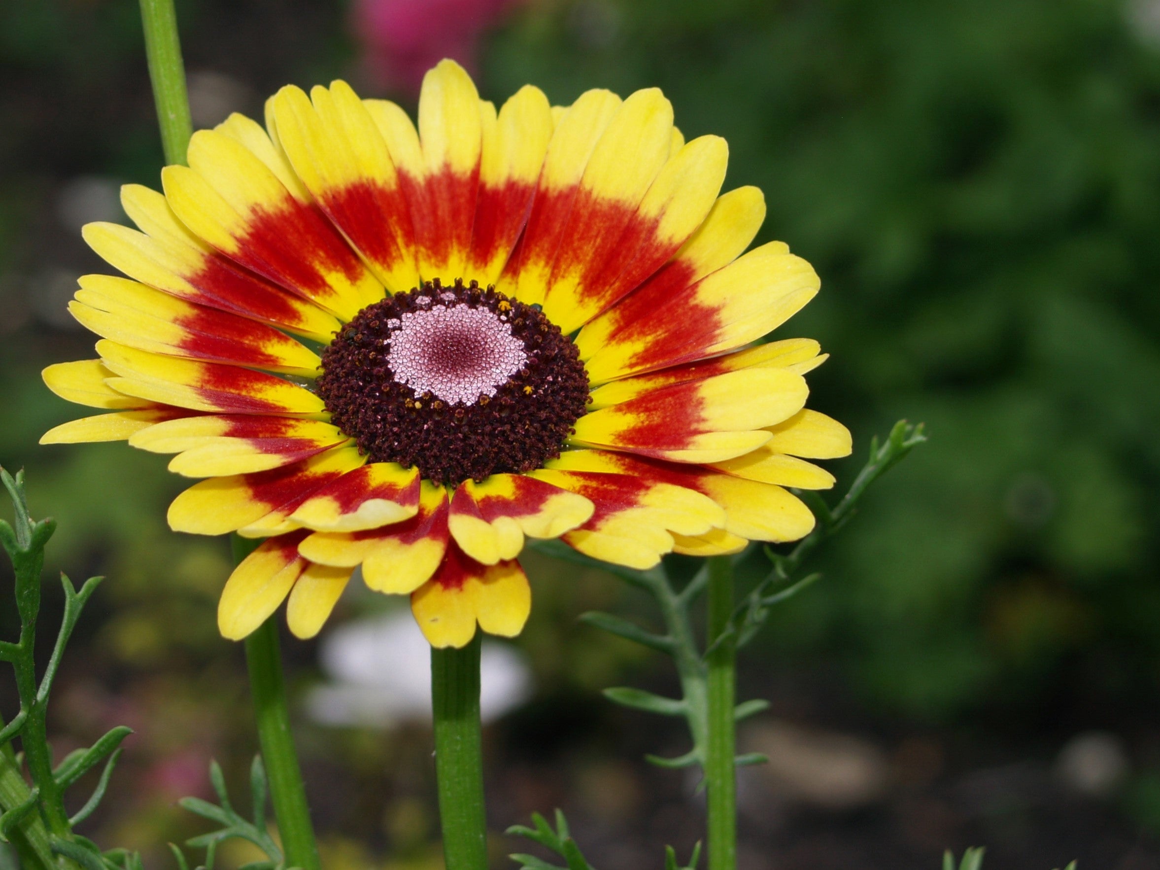 250 TRICOLOR PAINTED DAISY (Pyrenthrum Daisy) Chrysanthemum Carinatum Flower Seeds