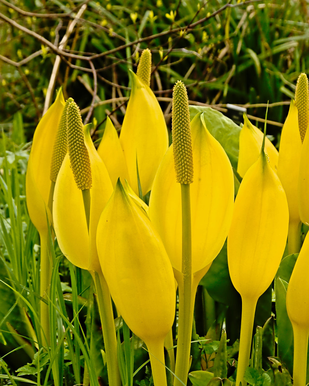 10 Yellow SWAMP LANTERN Moist Lysichiton Americanus Skunk Cabbage Flower Seeds